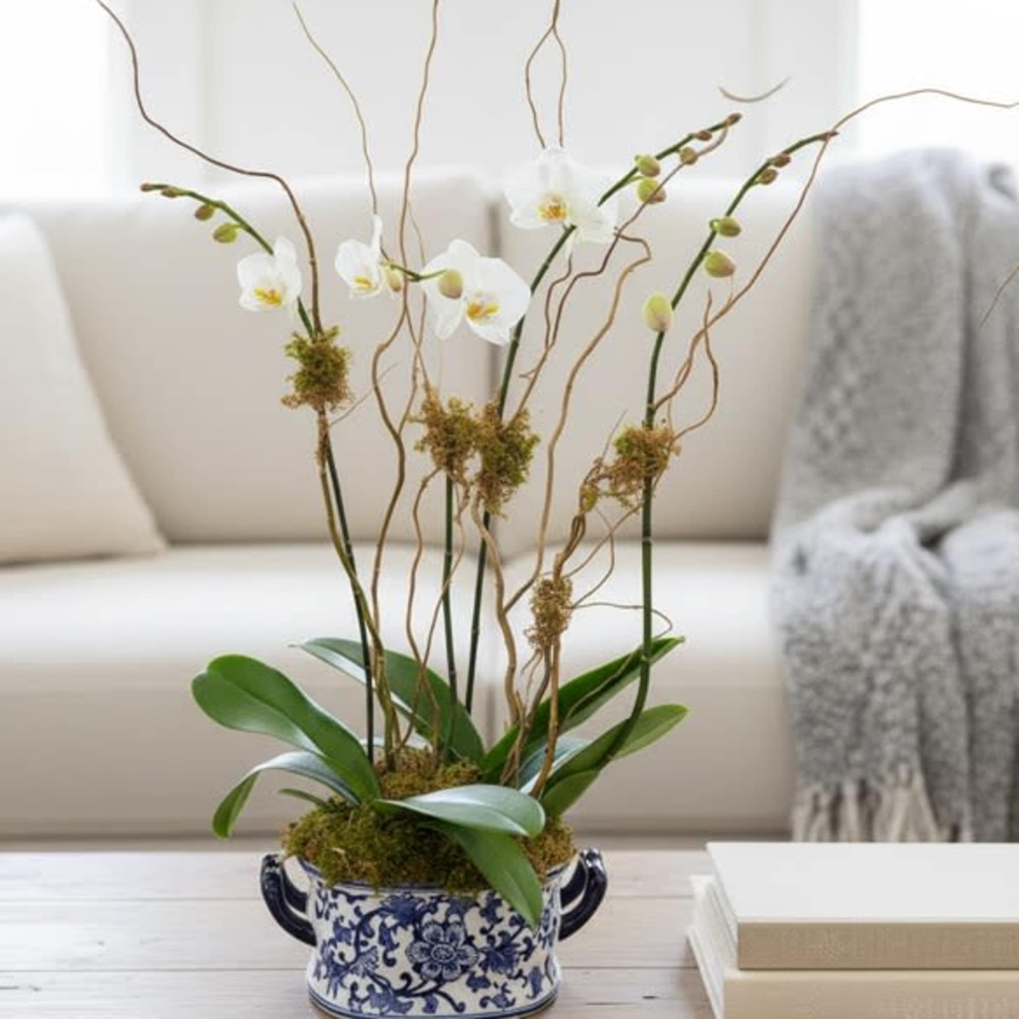 Two white orchid plants, both with double spikes, accented with willow and, photo 2 of 3