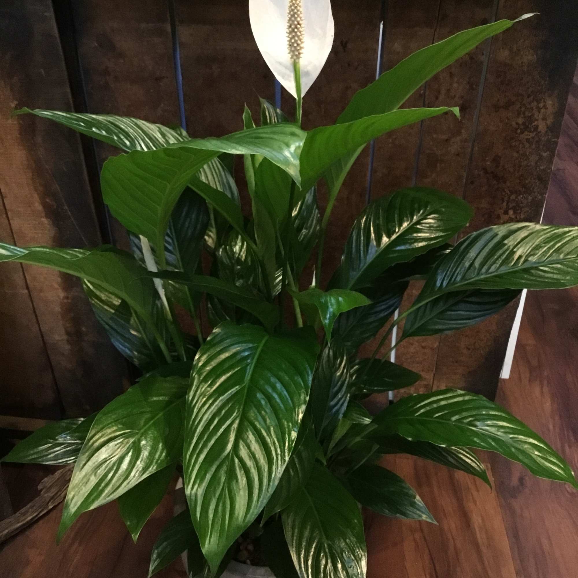 Potted peace lily plant with white spathes and glossy green leaves