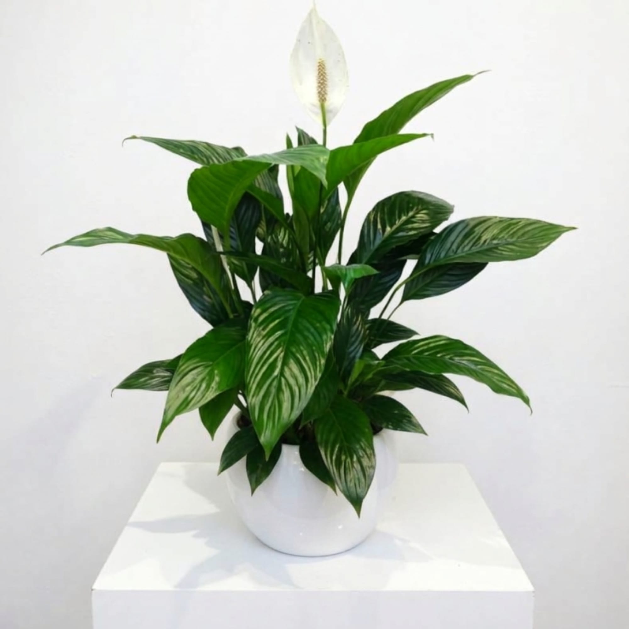 White peace lily plant in a white pot on a pedestal