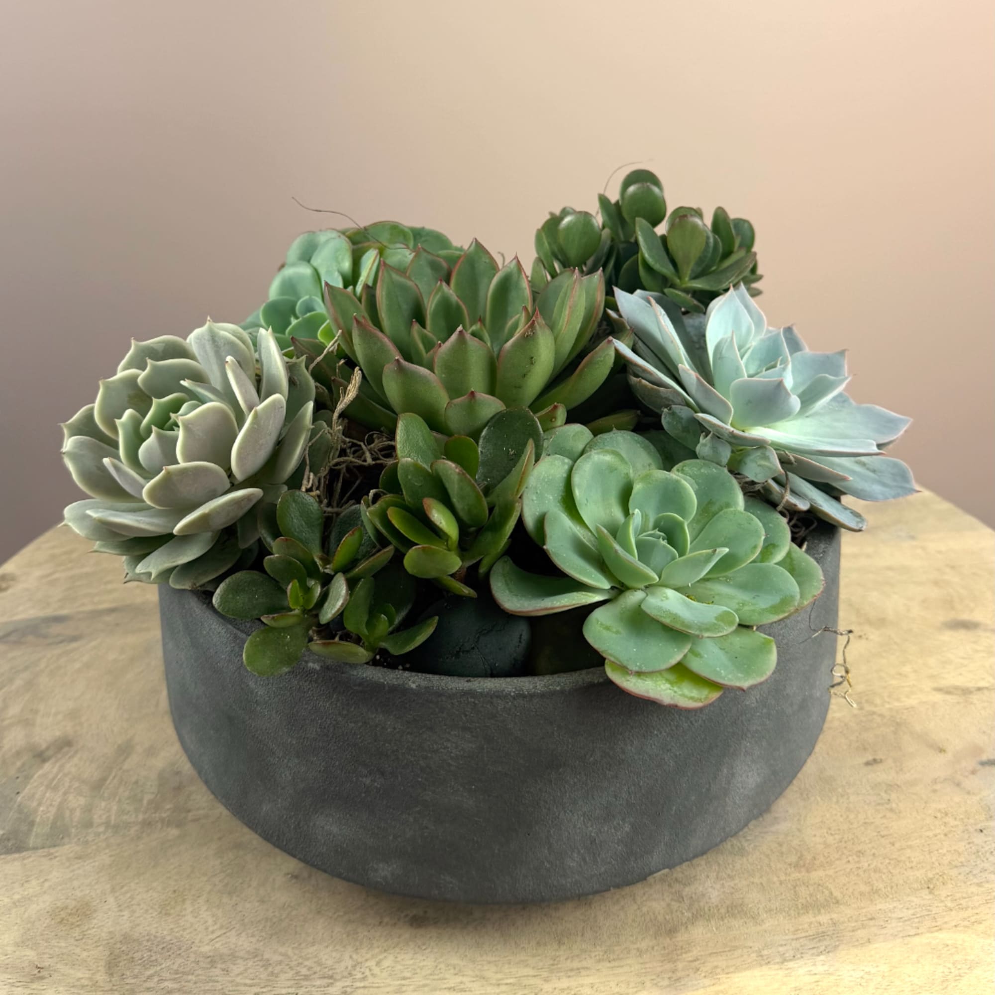 Succulent arrangement in a round dark planter