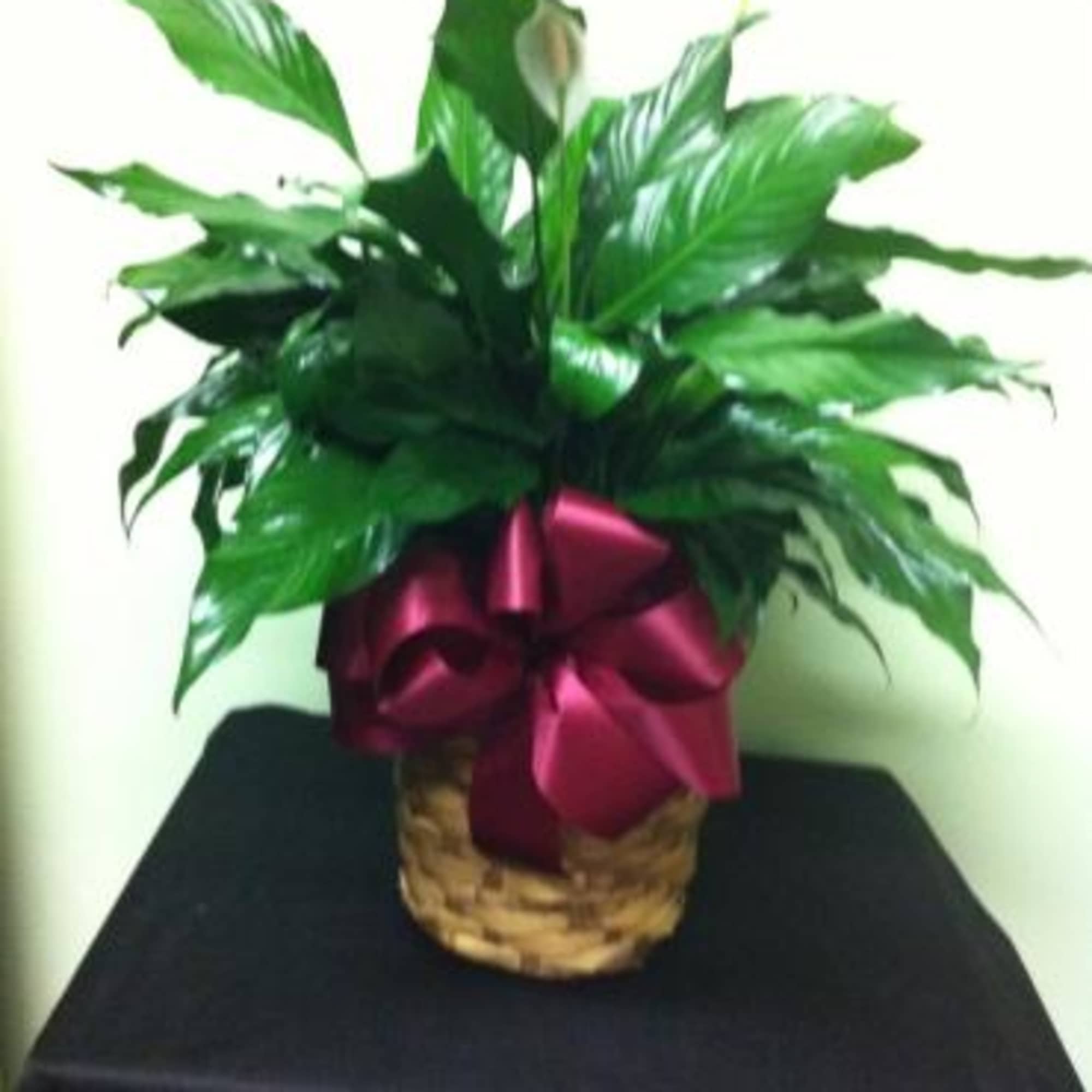Potted peace lily with a burgundy ribbon in a woven basket