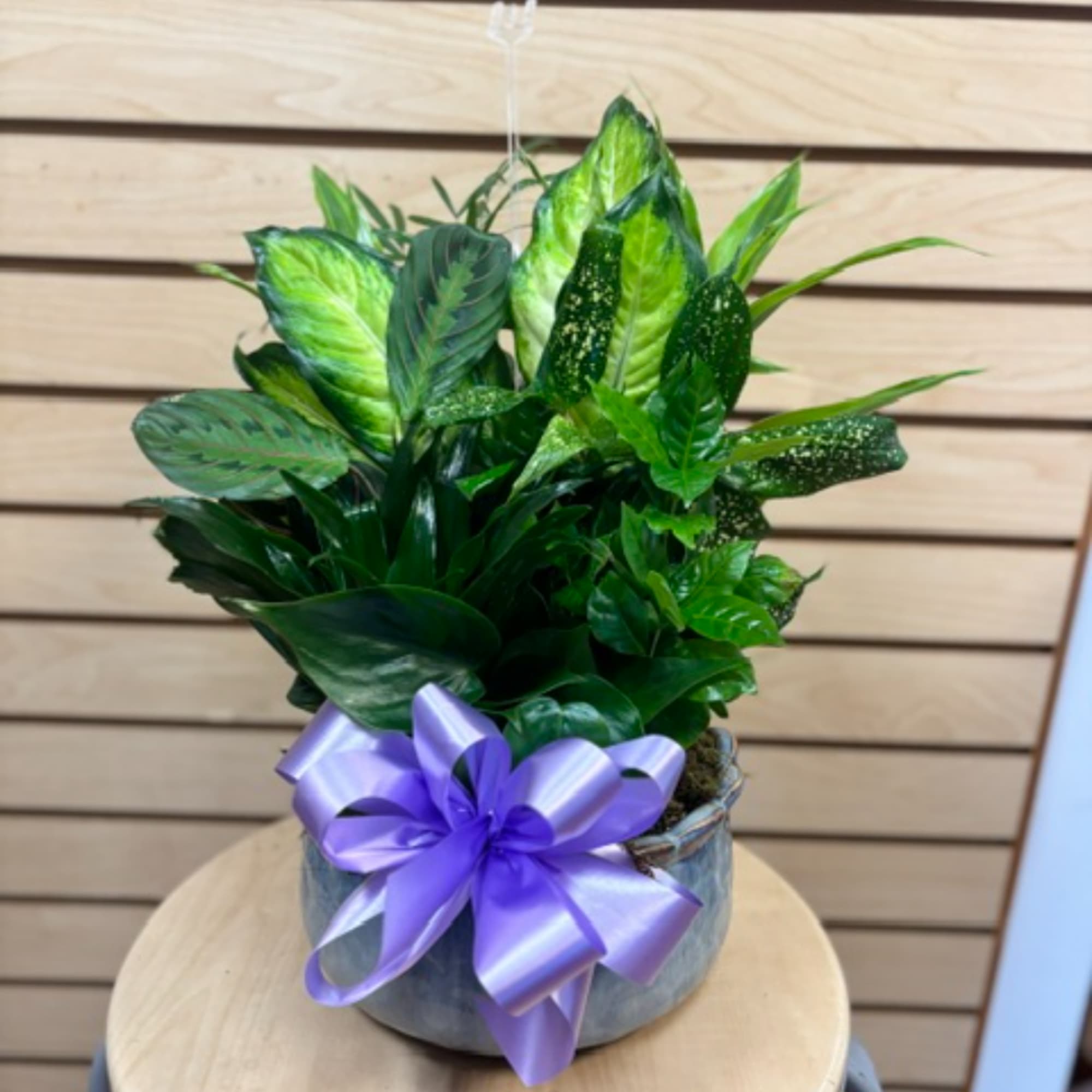 Potted green houseplant with a purple ribbon bow