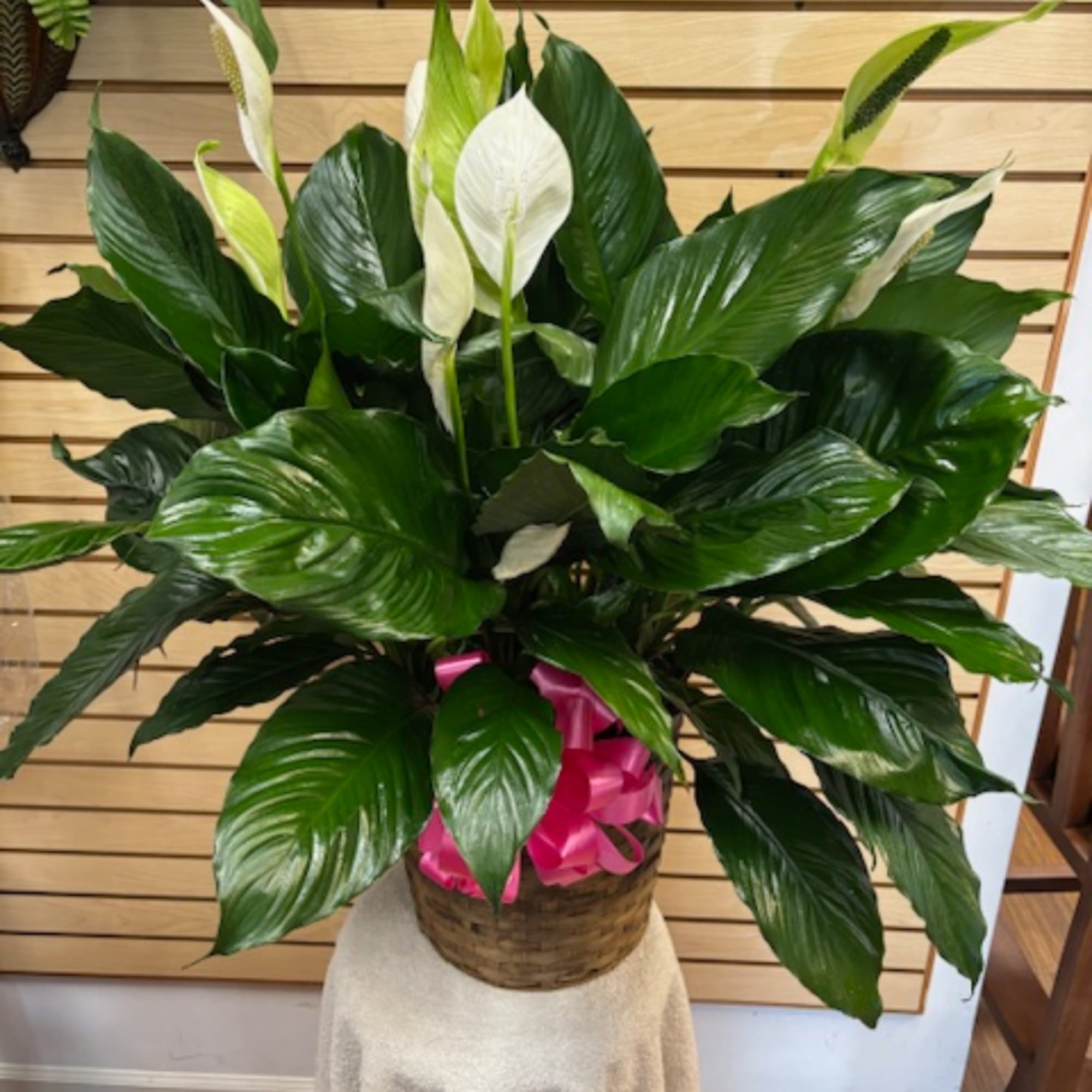 White peace lilies in a woven basket with a pink ribbon