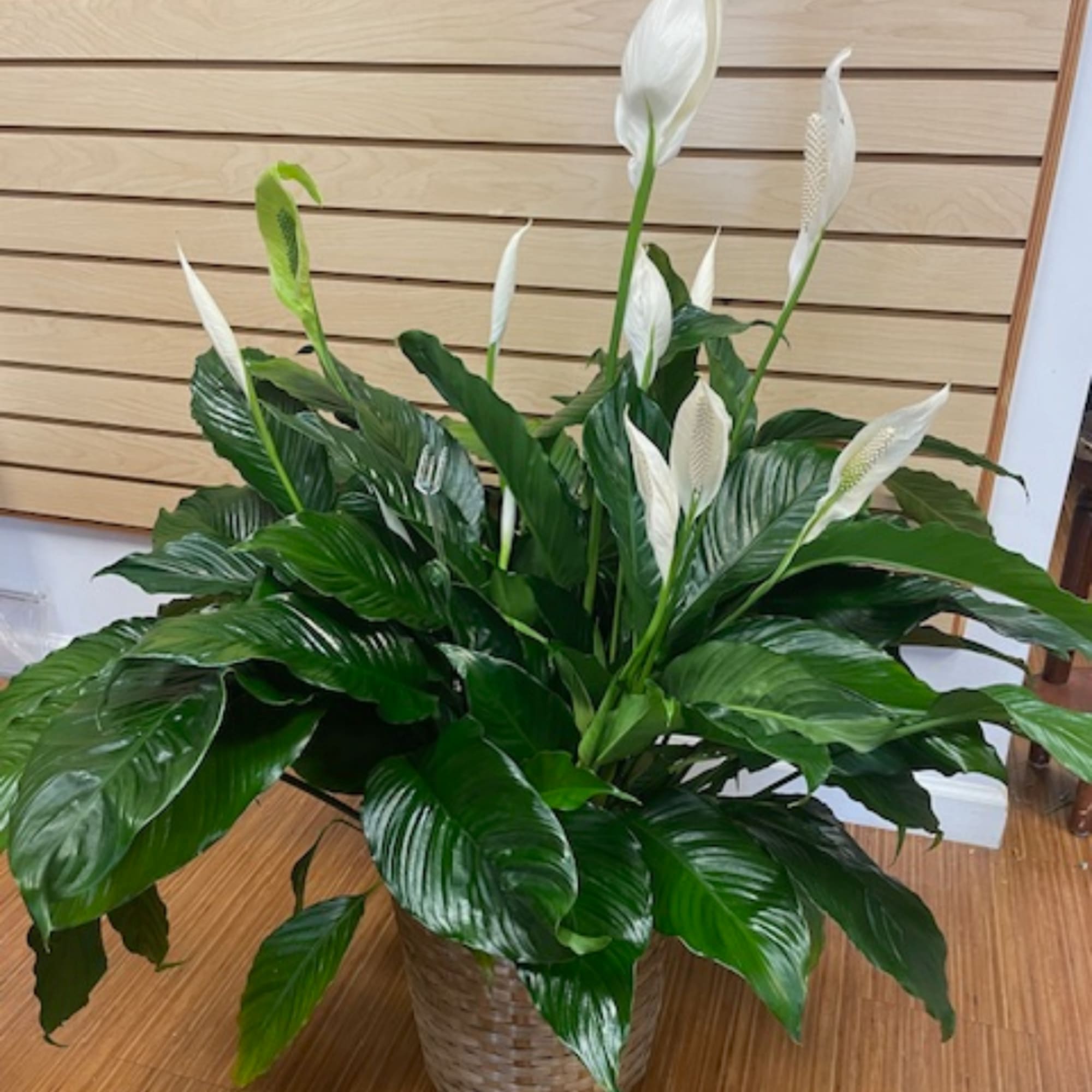 White peace lilies in a woven basket planter