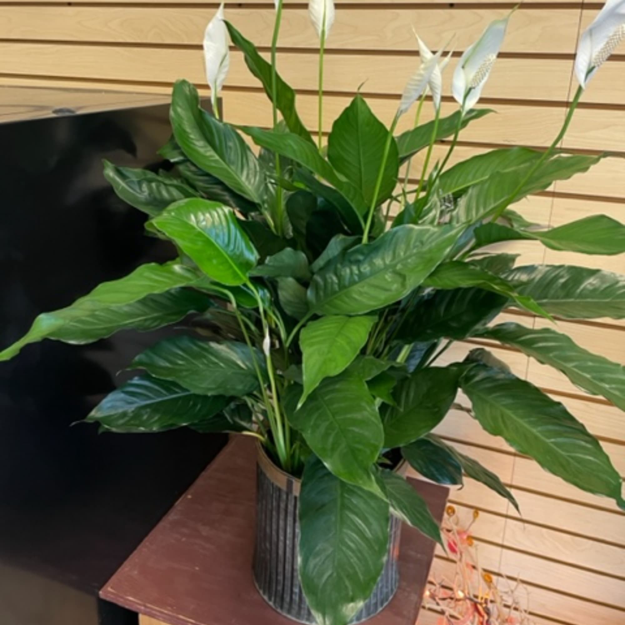 Potted peace lily plant with white blooms in a ribbed metal container