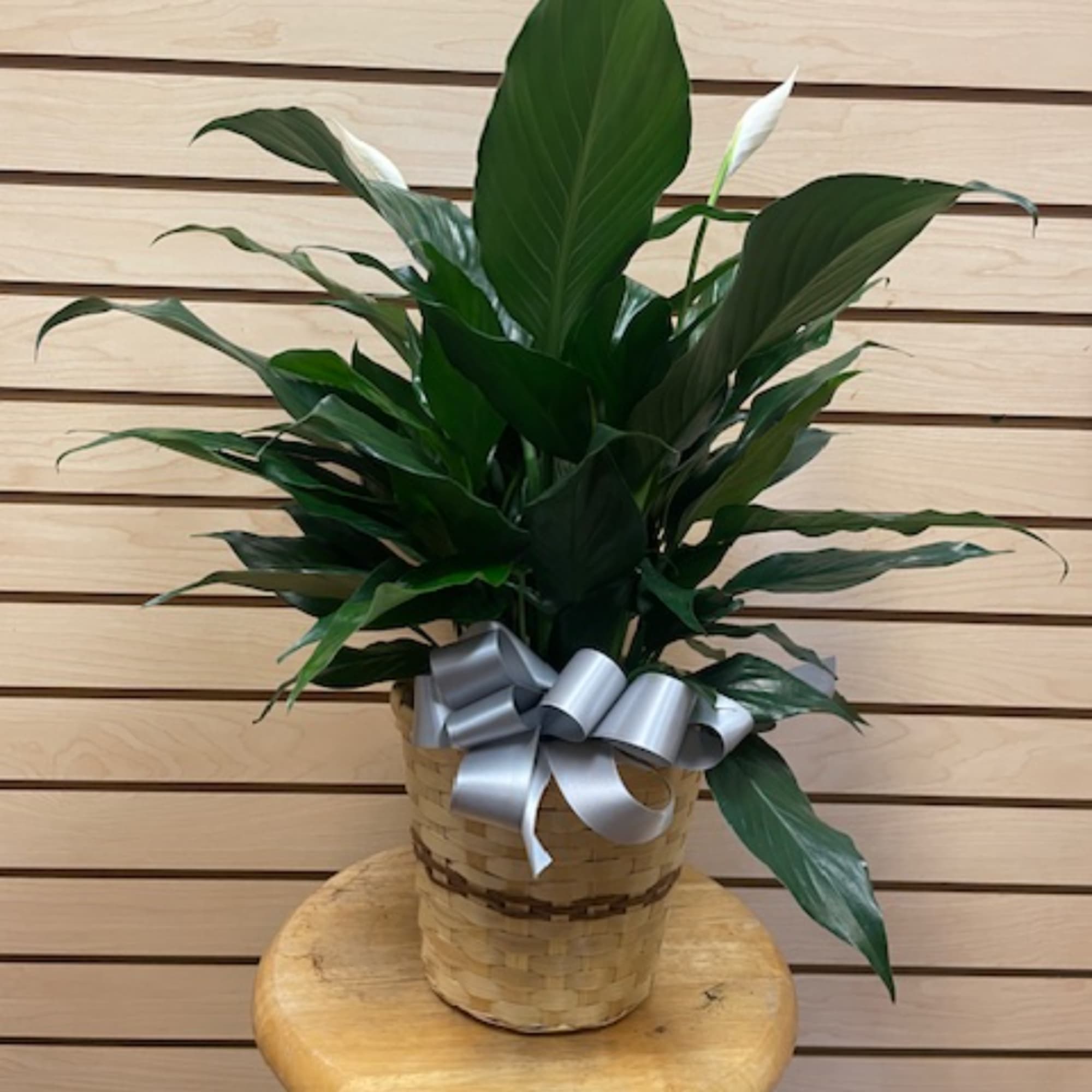Potted green plant in a woven basket with a silver ribbon bow