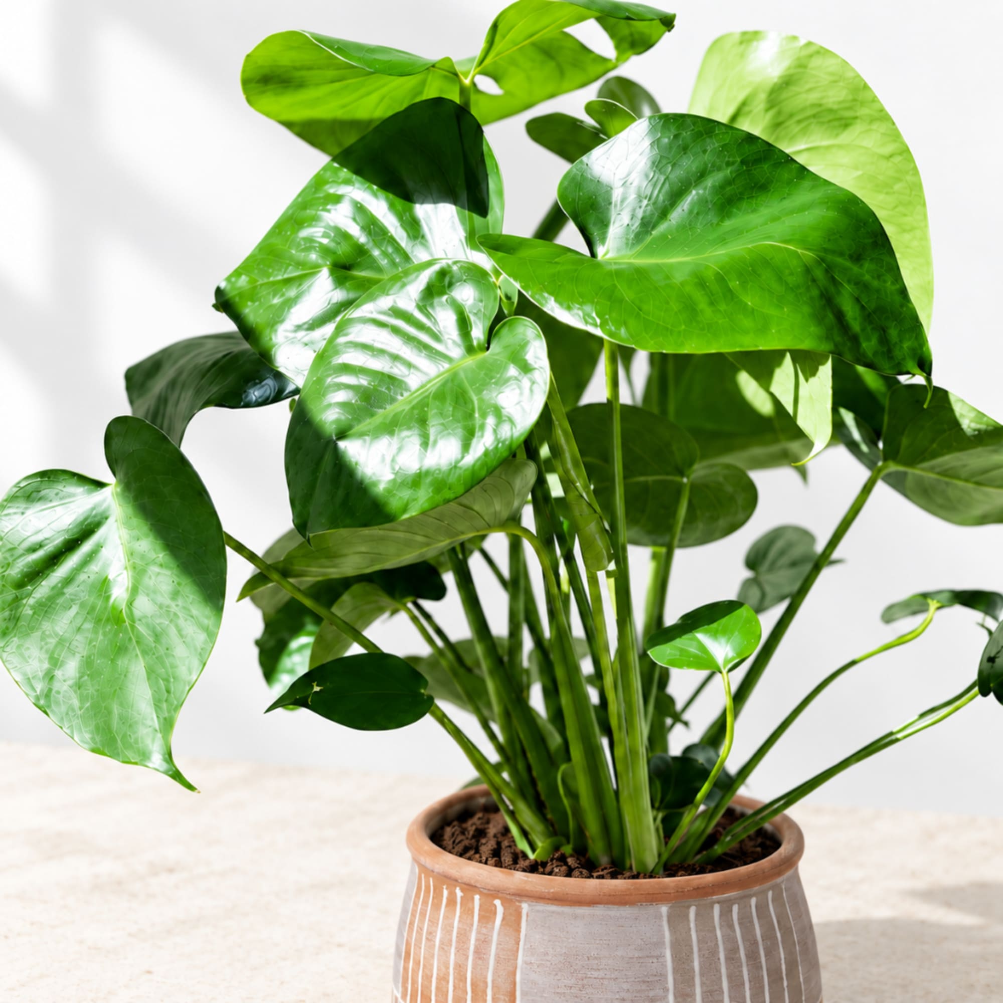 Potted green houseplant with broad glossy leaves in a ceramic pot