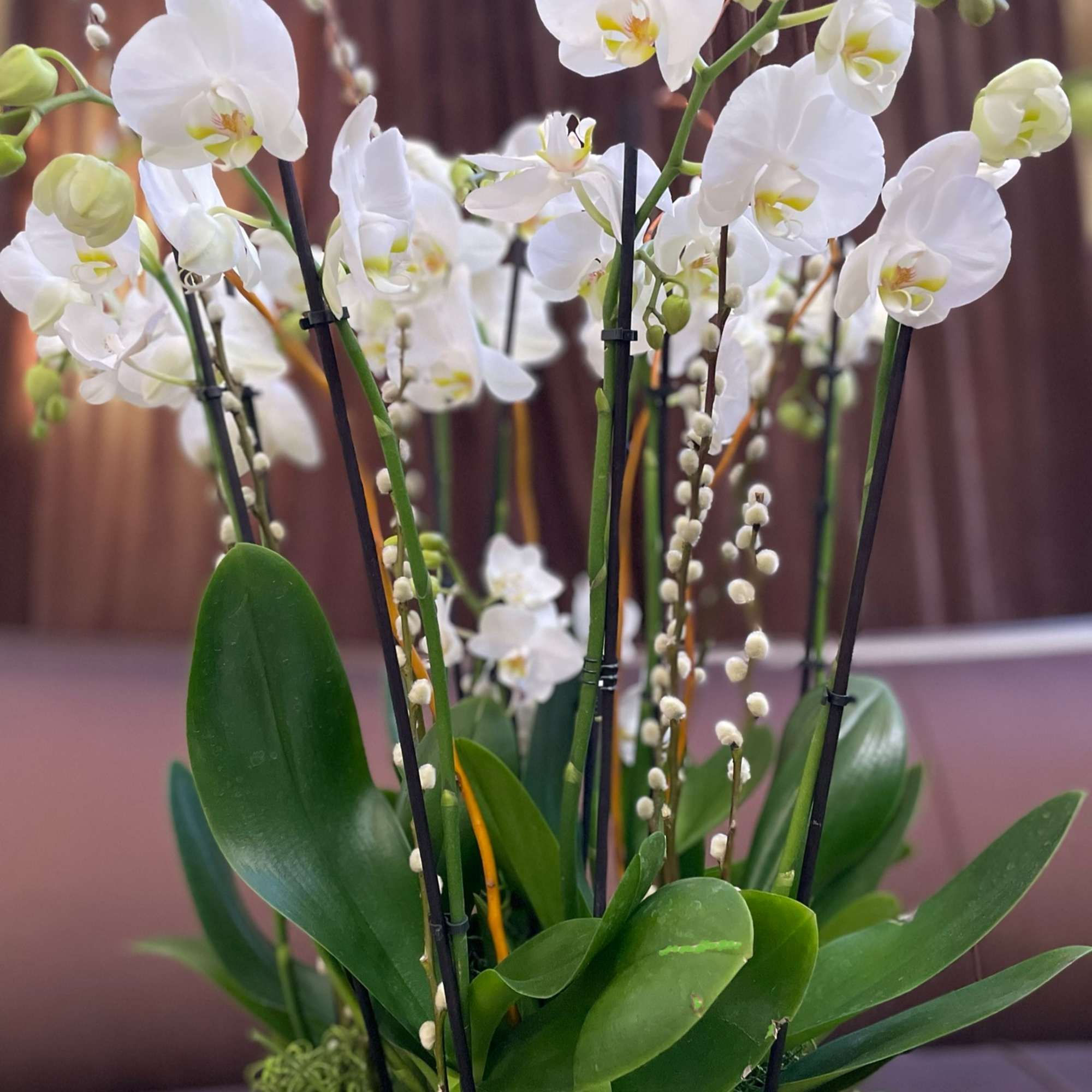 White orchids arranged in a low container with green moss