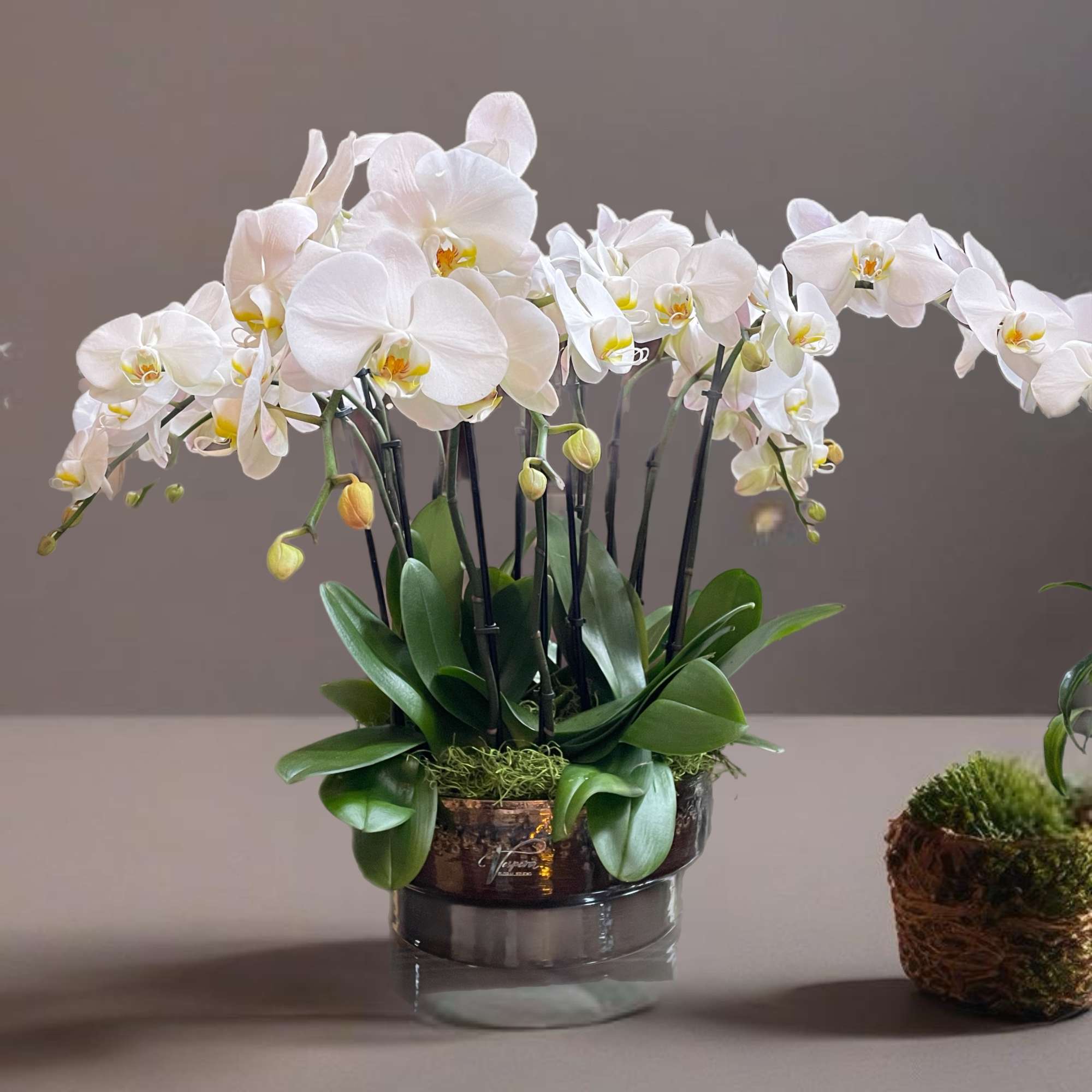White orchid plant in a glass container with green leaves