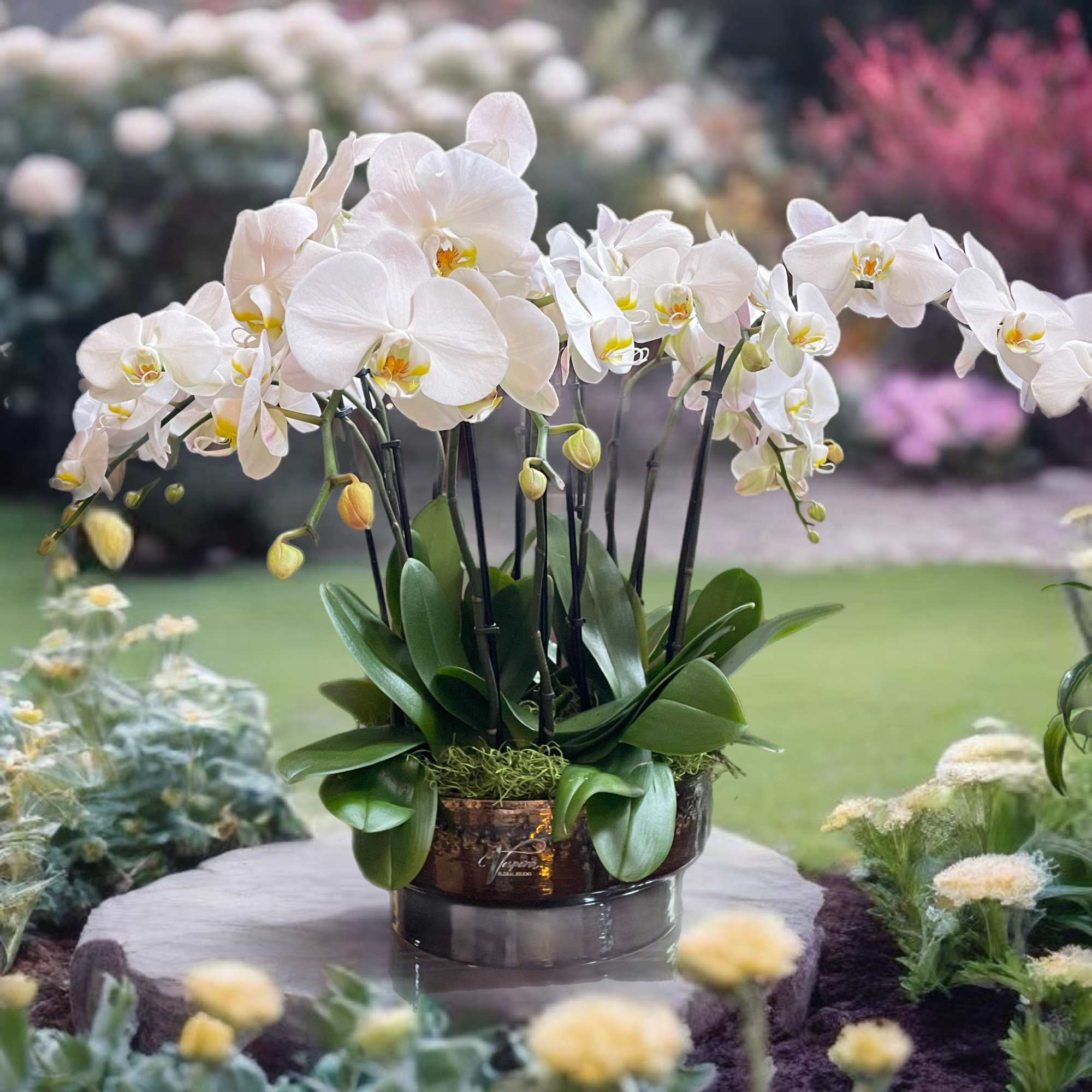 White orchids arranged in a low decorative pot on a table