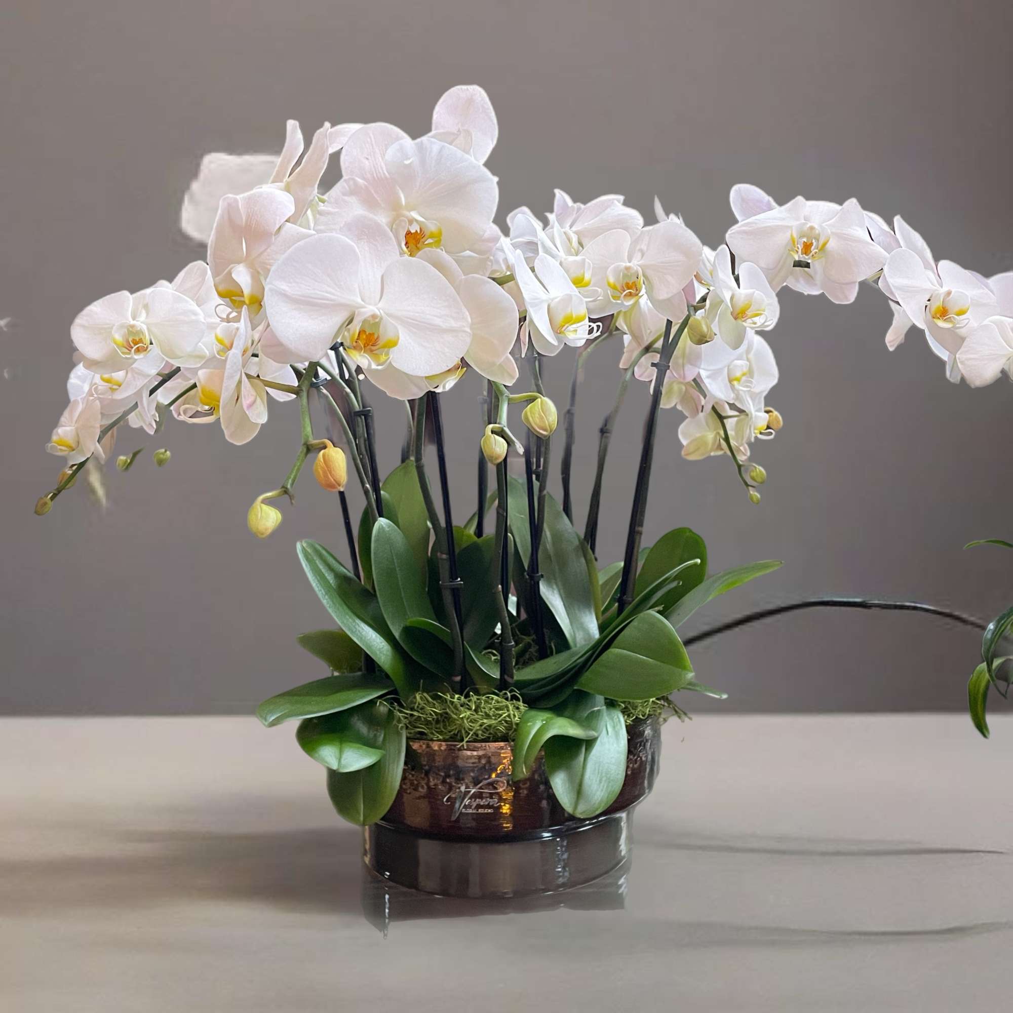 White orchid plant in a dark round pot