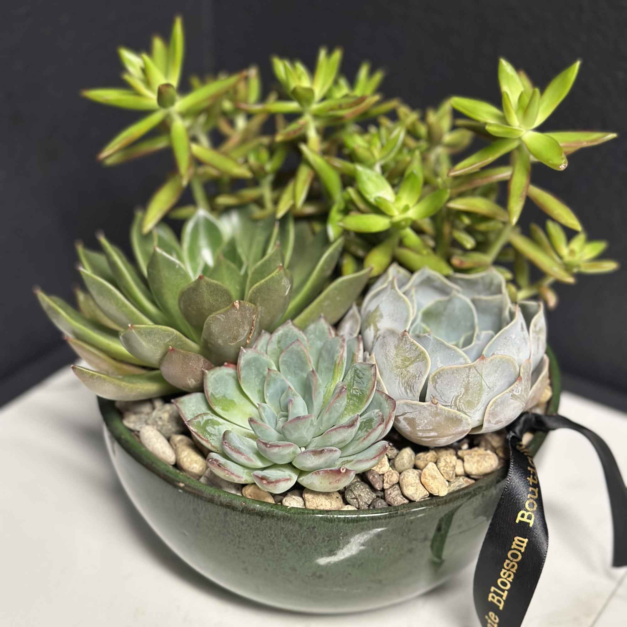For the plant lover who values simplicity. This 8-inch low bowl features, photo 2 of 3
