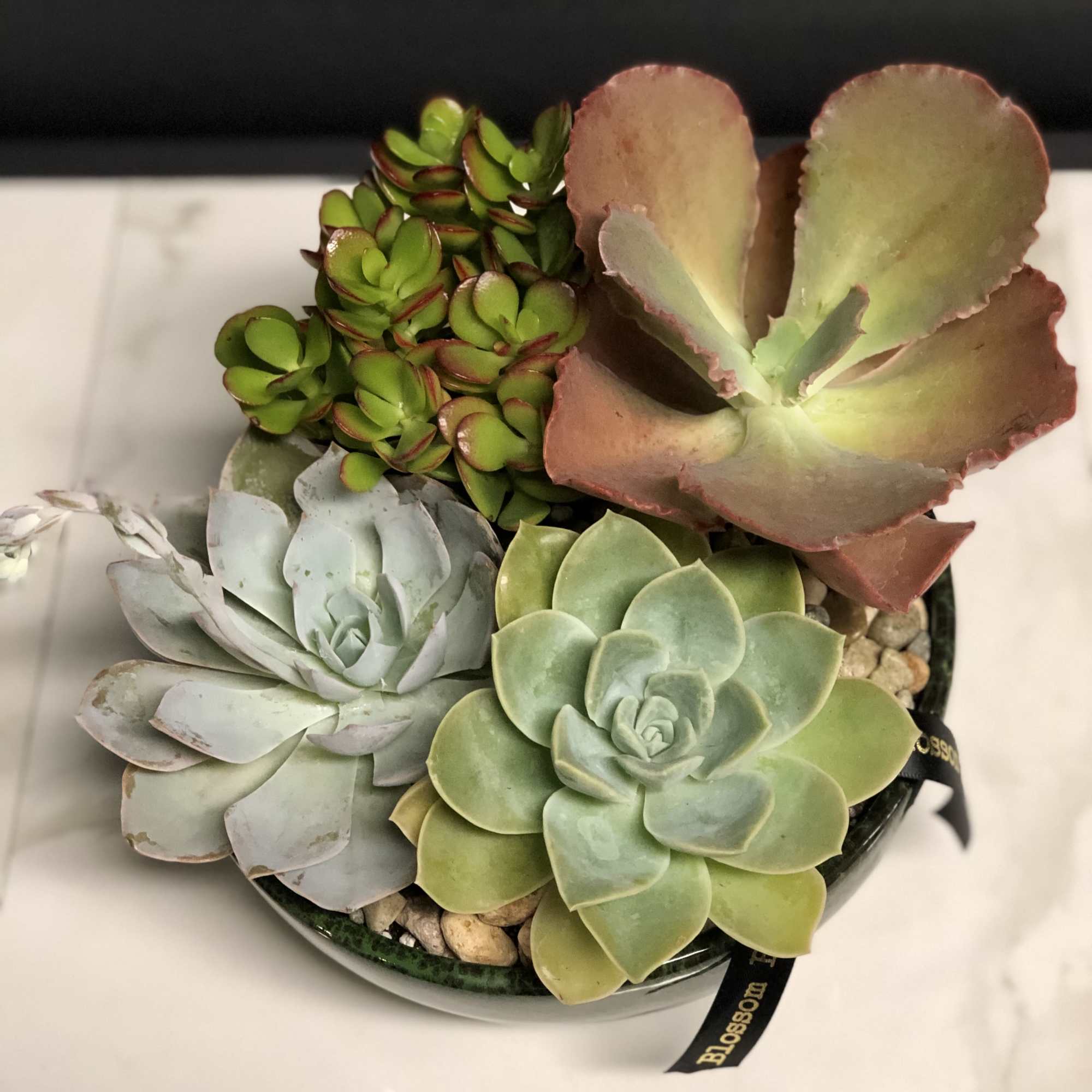 For the plant lover who values simplicity. This 8-inch low bowl features, photo 3 of 3