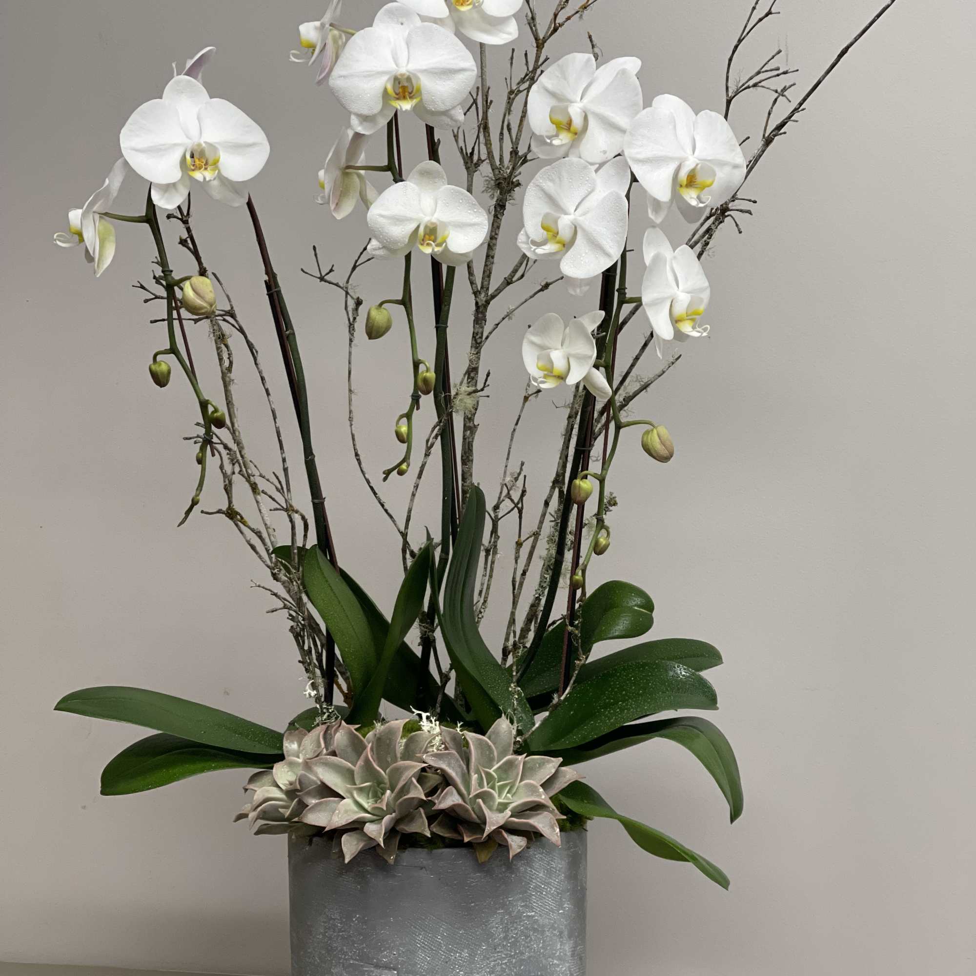 Tall white orchid plant with succulents in a gray pot