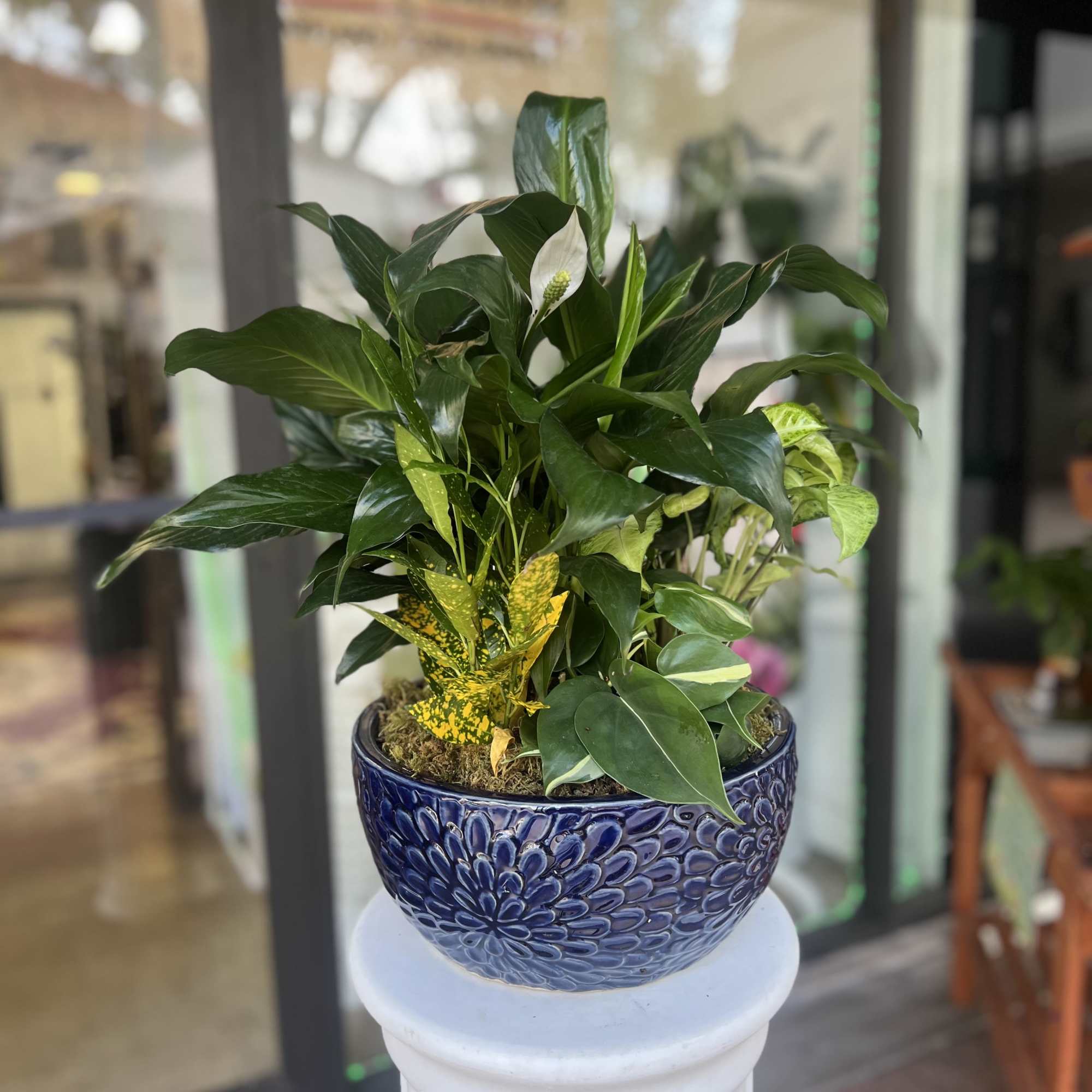 Potted green plant arrangement in a blue ceramic bowl