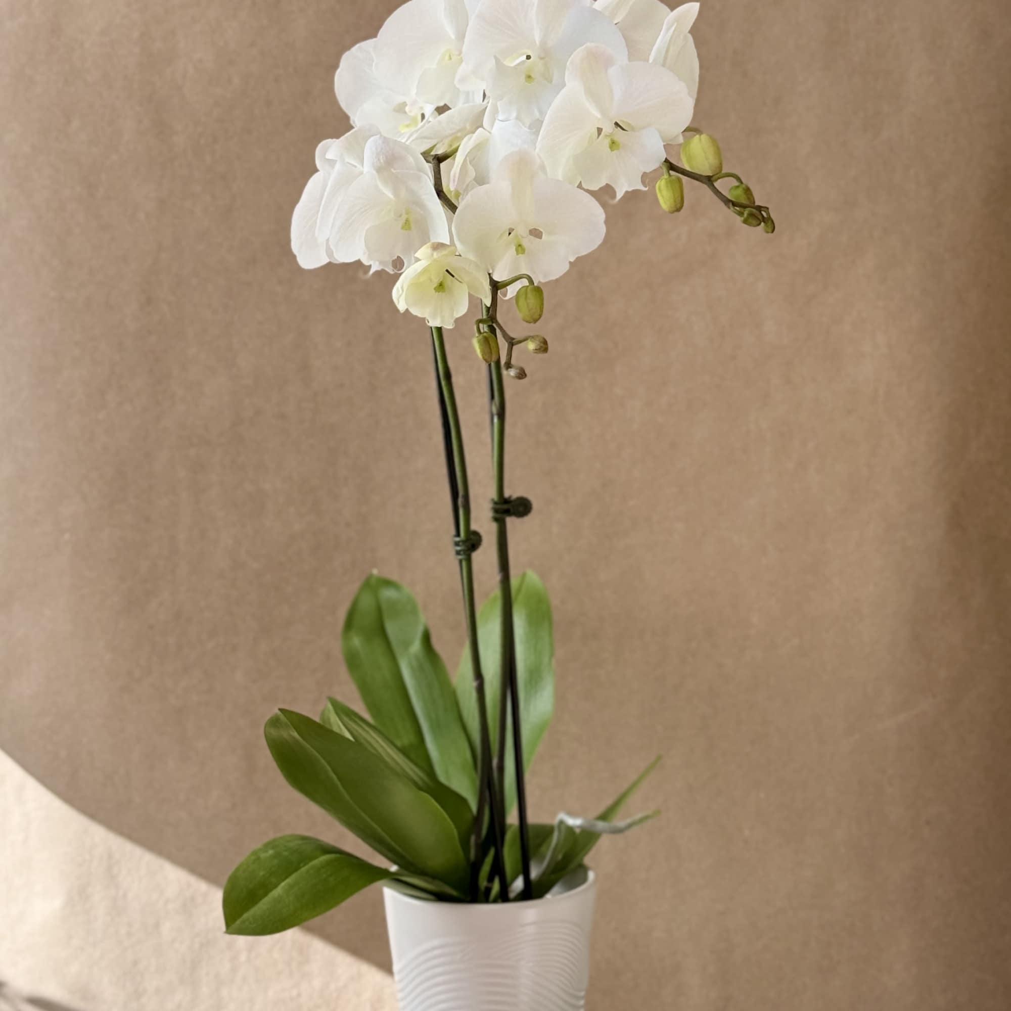 White orchid plant in a white pot on a table