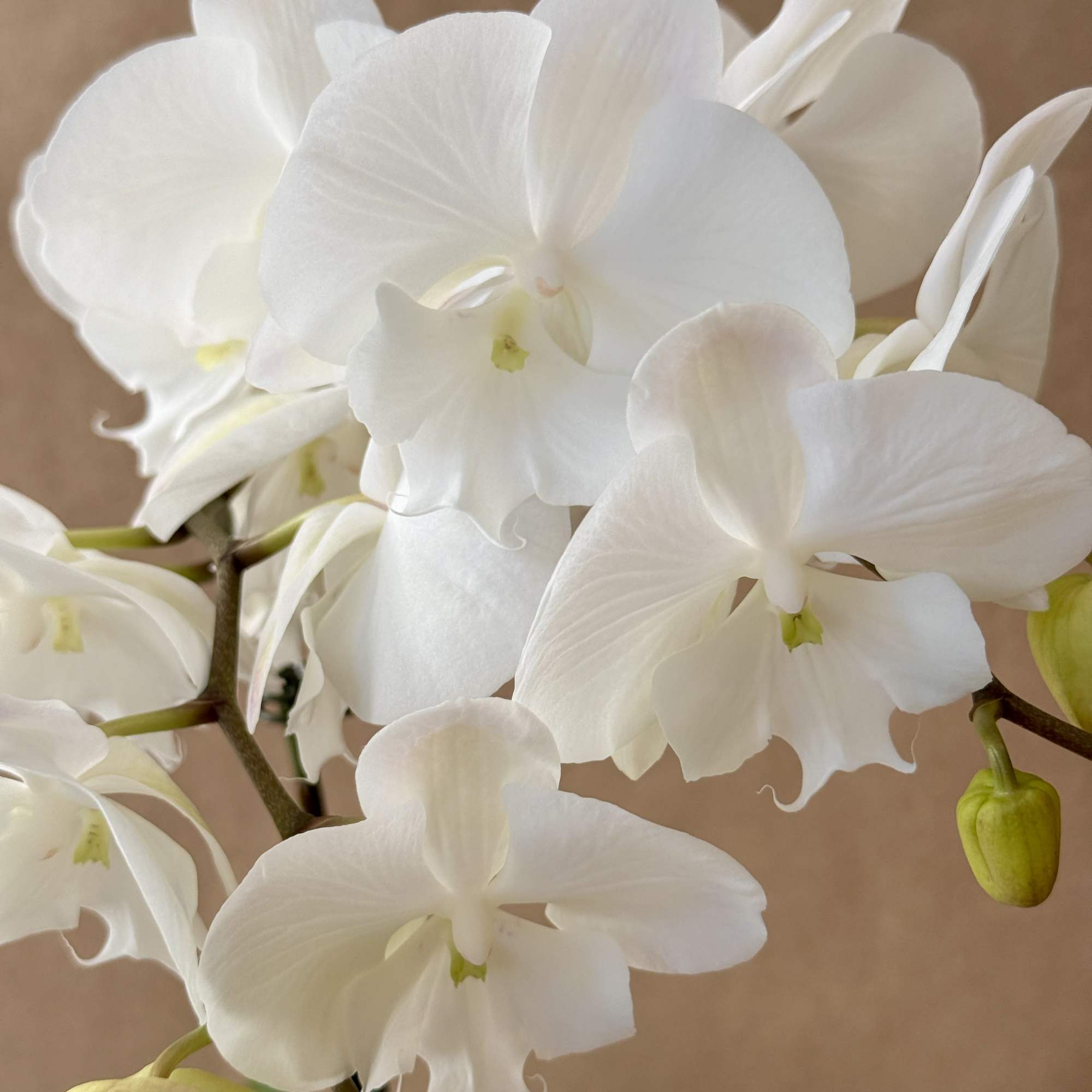 White Phalaenopsis Orchid in a ceramic pot.

, photo 3 of 3