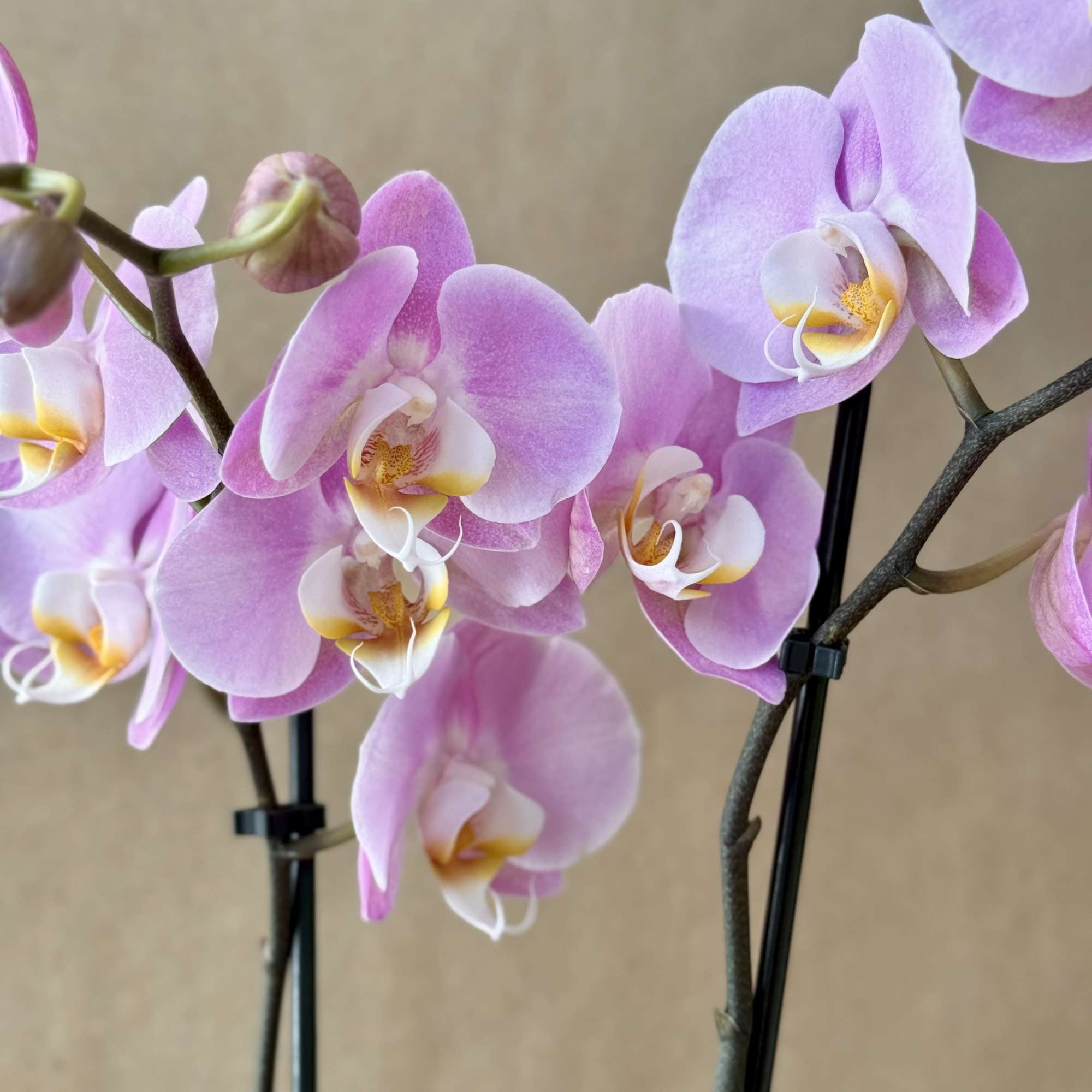 Pink orchid blooms on arching stems against a plain background