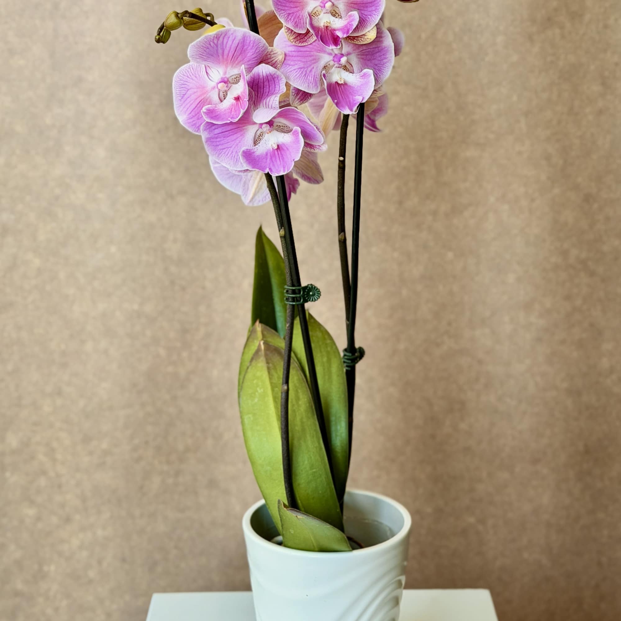 Magenta Phalaenopsis Orchid plant in ceramic pot. , photo 3 of 6