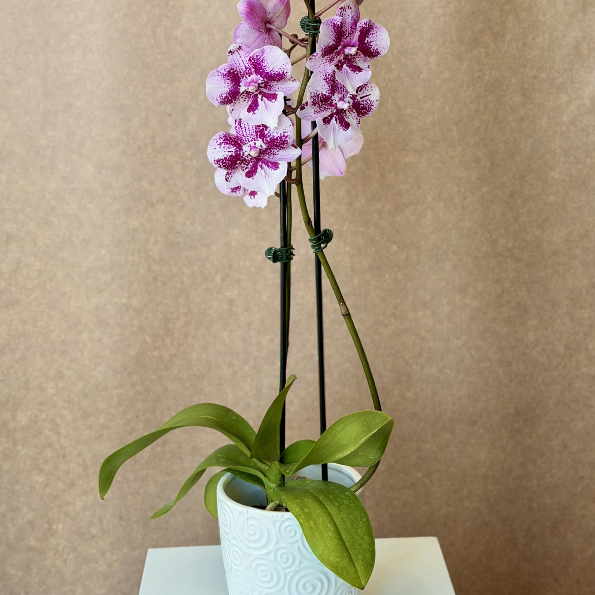 Magenta Phalaenopsis Orchid plant in ceramic pot. , photo 4 of 6