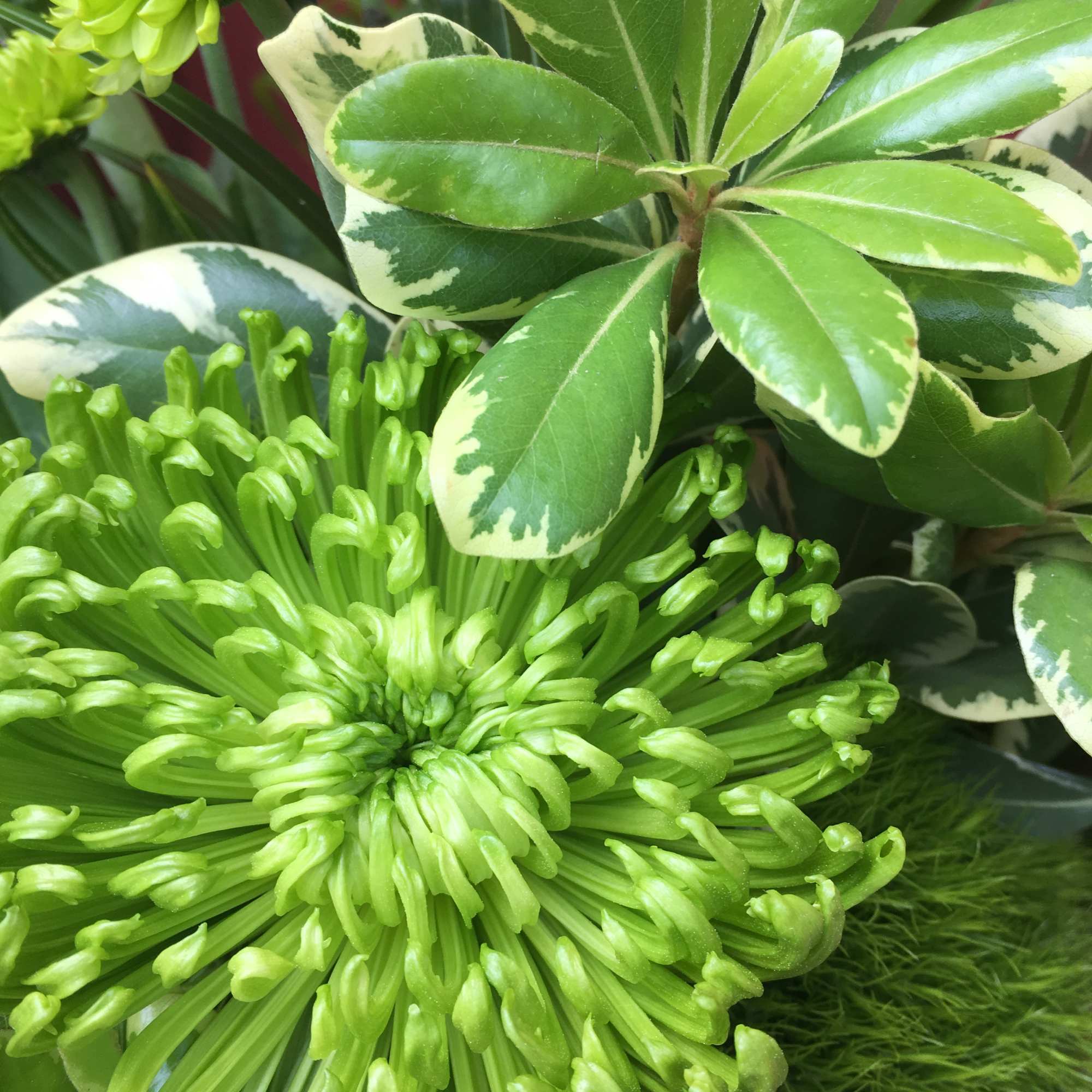 Close-up of green chrysanthemum blooms with variegated foliage