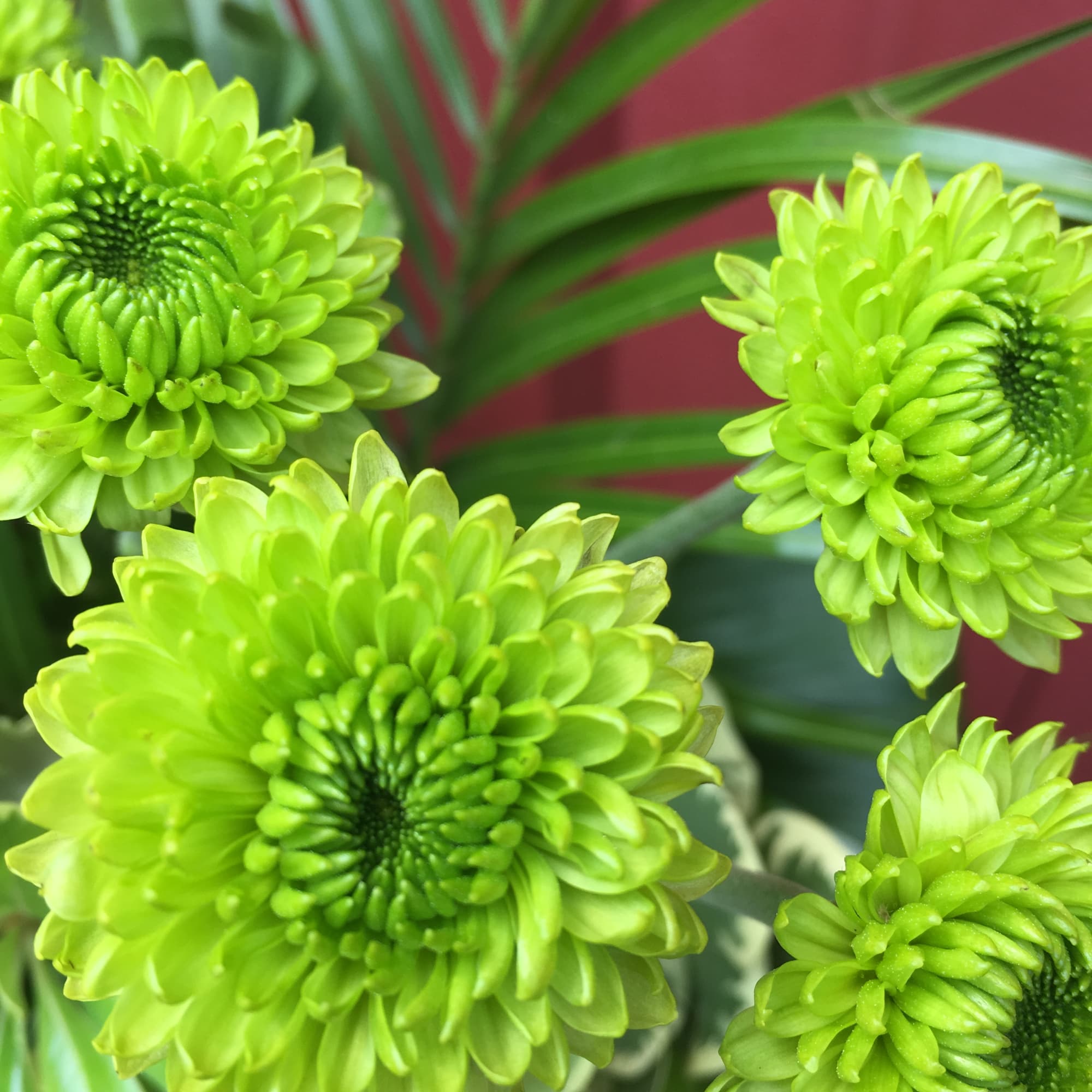 Bright green chrysanthemum blooms with palm-like leaves in the background