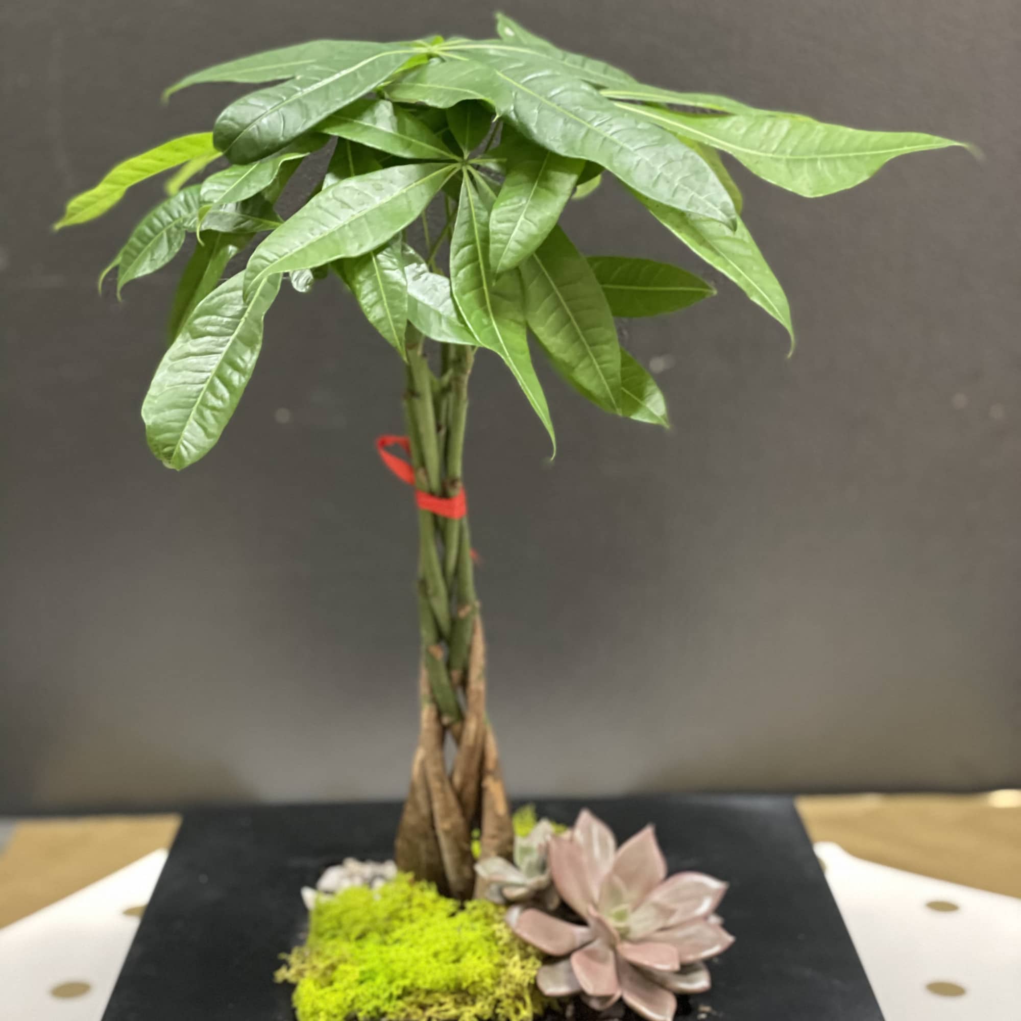 Potted money tree with braided trunk and succulents on a black base