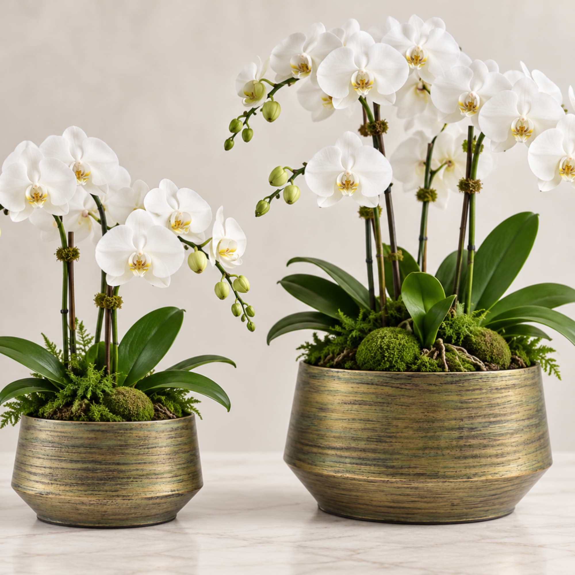 White orchids in two bronze planters with moss accents