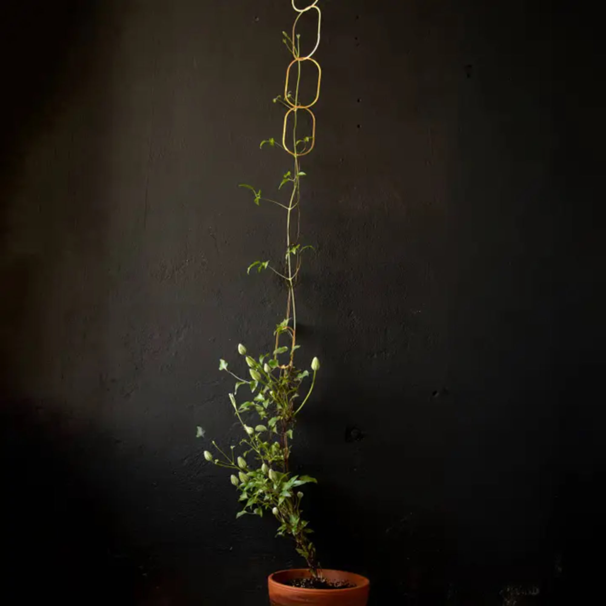 Potted climbing plant trained on a tall trellis against a dark wall