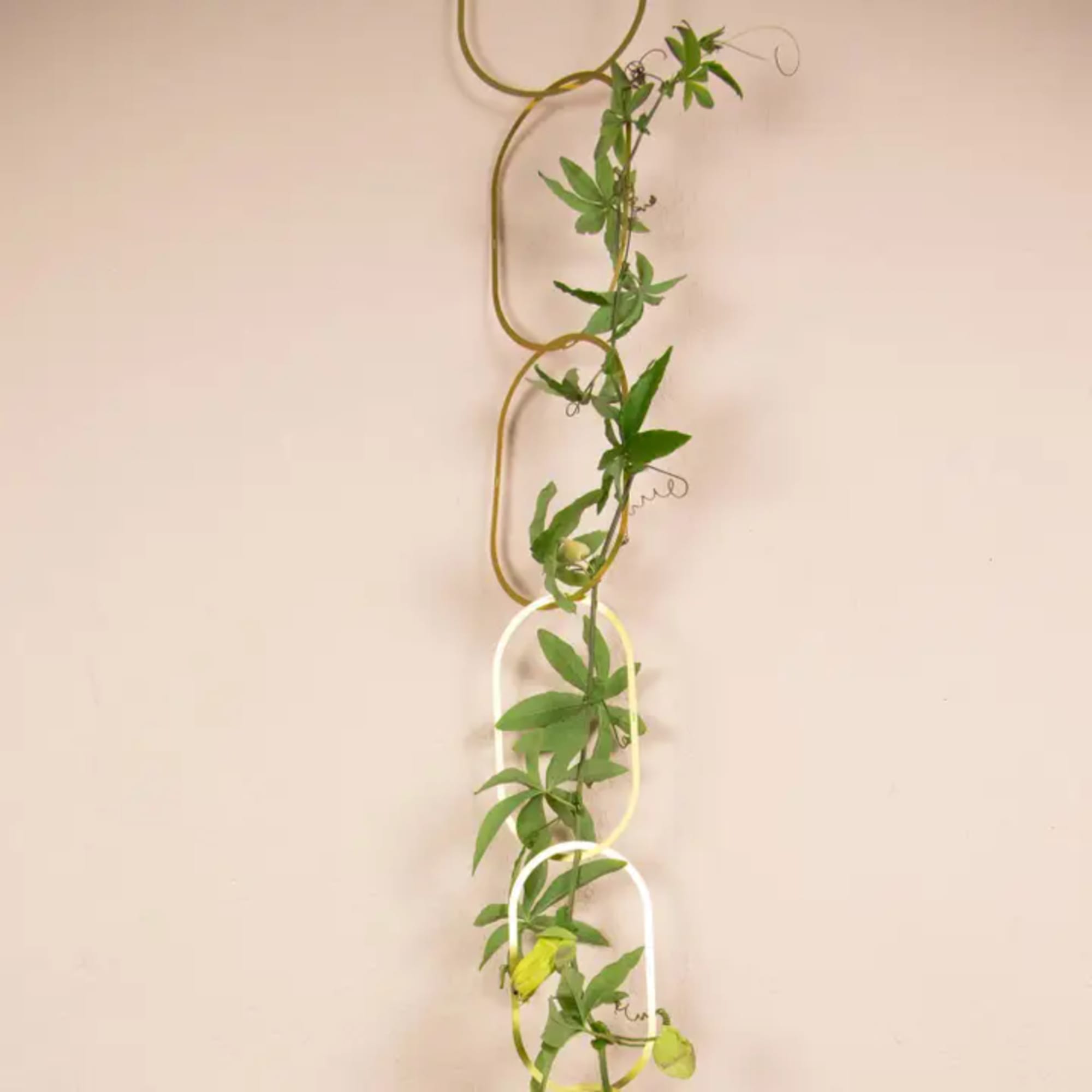 Tall vine with green leaves trained through looping metal rings