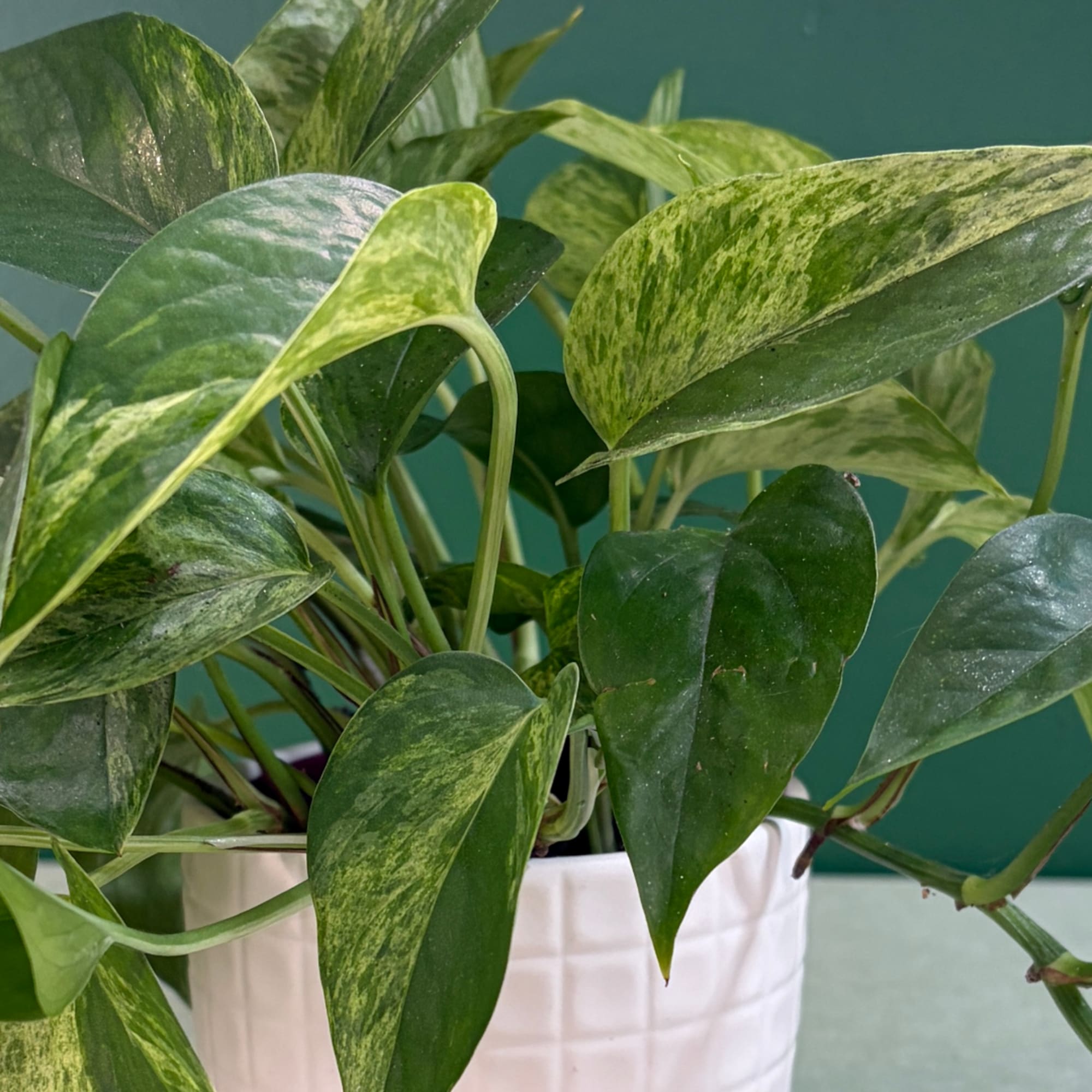 Potted pothos plant with variegated green leaves in a white container