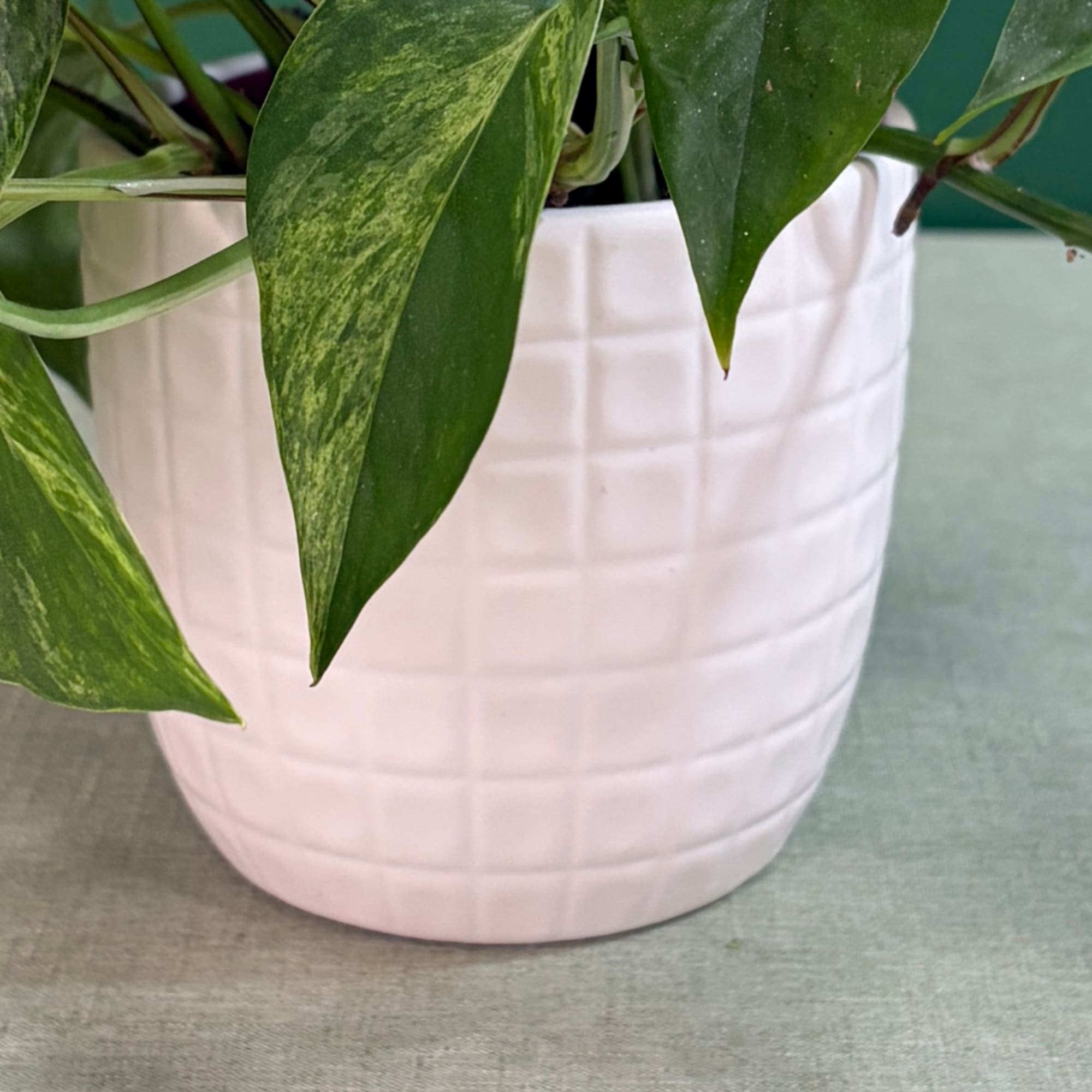 Potted green houseplant in a white textured ceramic pot