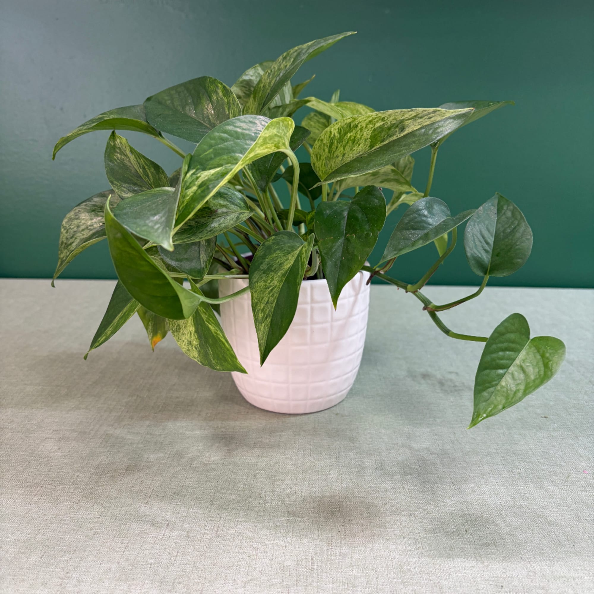 Potted pothos plant with variegated green leaves in a white ceramic pot, photo 4 of 4