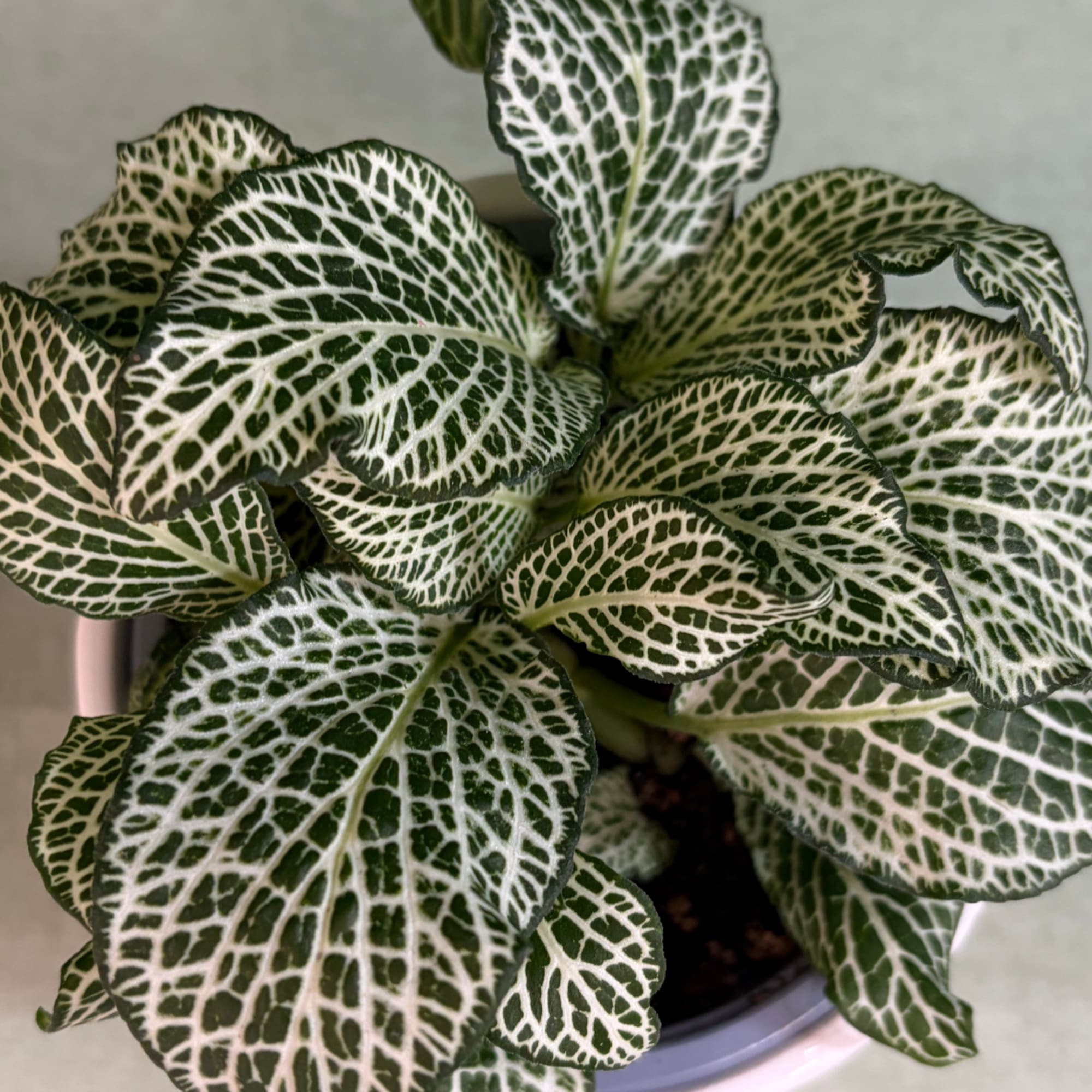 Potted plant with dark green leaves veined in white