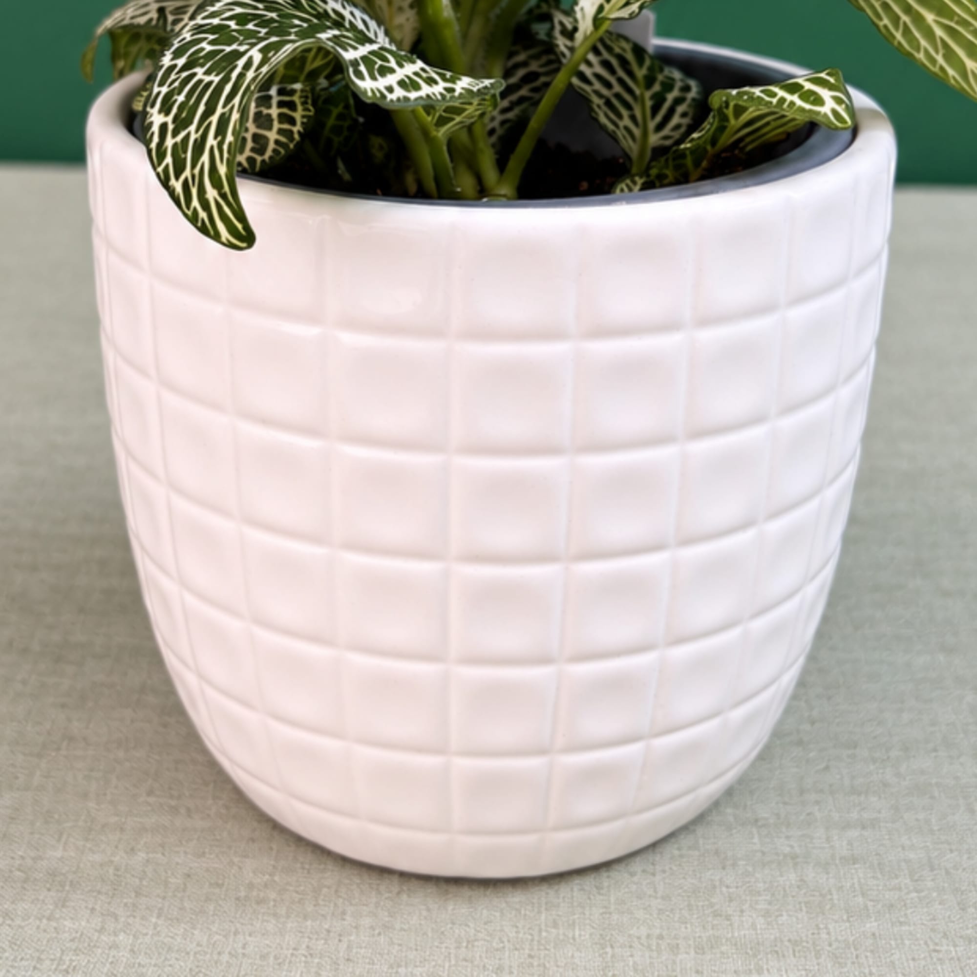Potted plant in a white textured ceramic planter