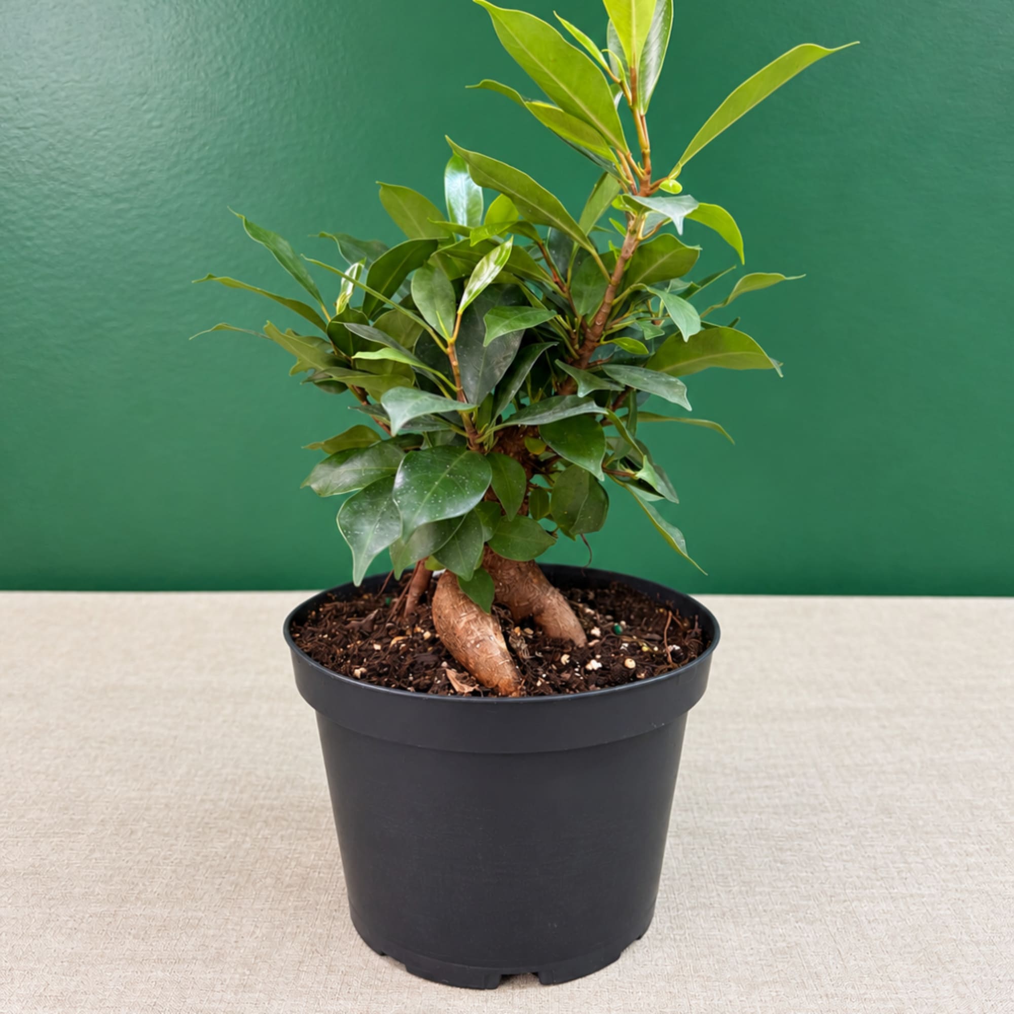 Potted green houseplant with glossy leaves in a black nursery pot