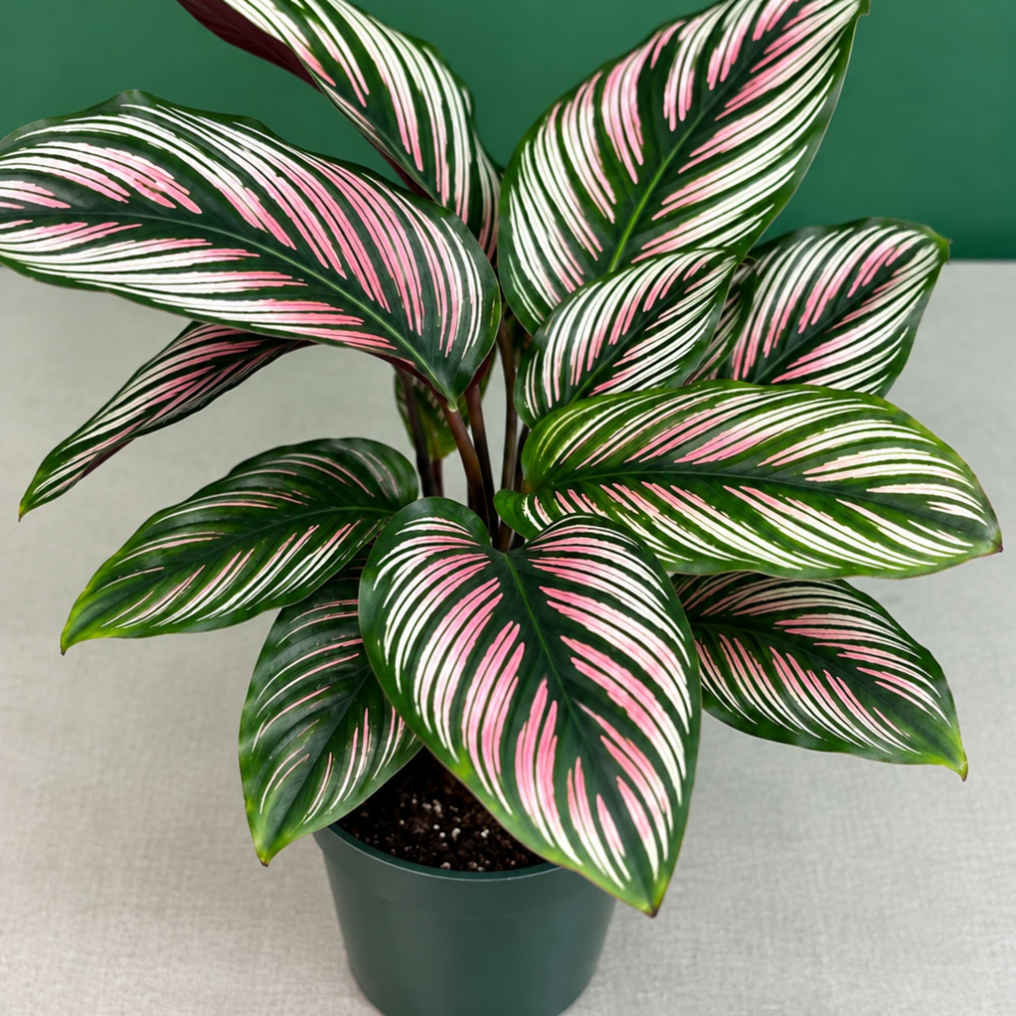 Potted plant with dark green leaves striped in pink and white