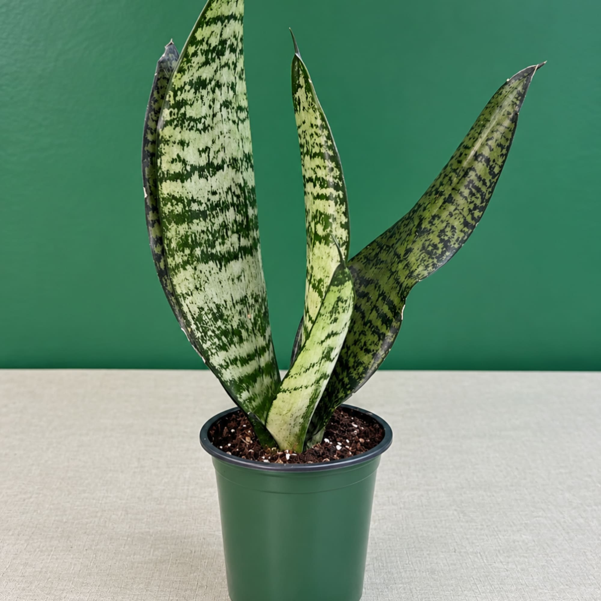 Potted snake plant with tall variegated leaves in a green nursery pot