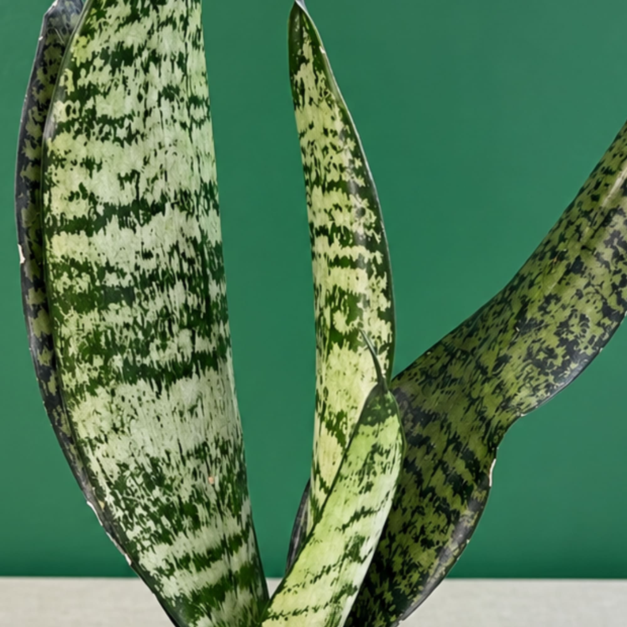 Close-up of variegated snake plant leaves against a green background