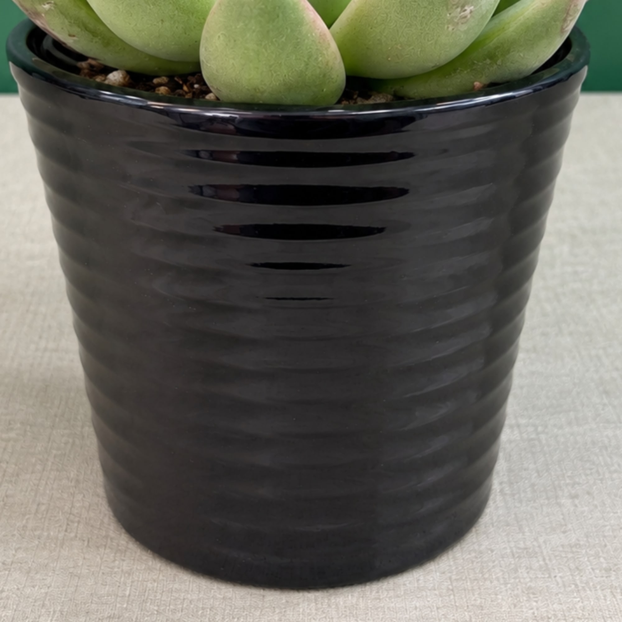 Succulent in a black ribbed pot
