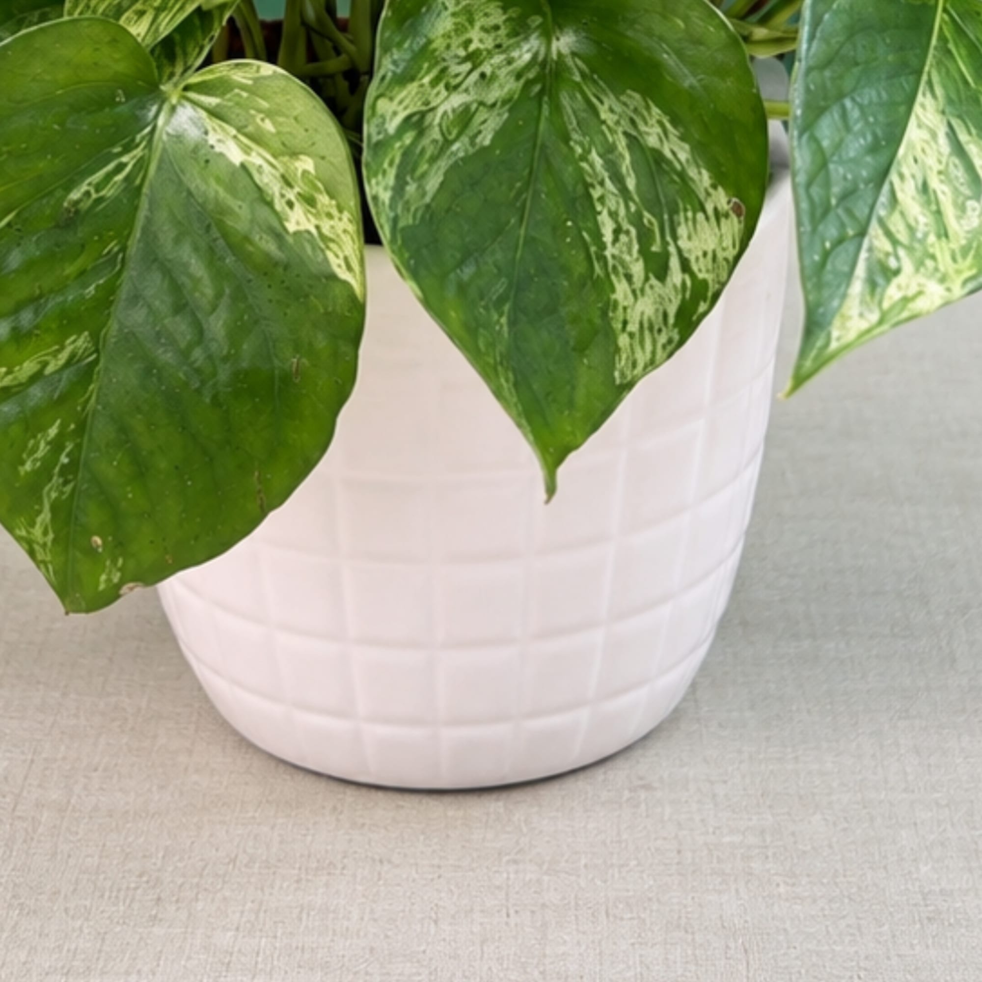 Potted green houseplant with variegated leaves in a white ceramic pot