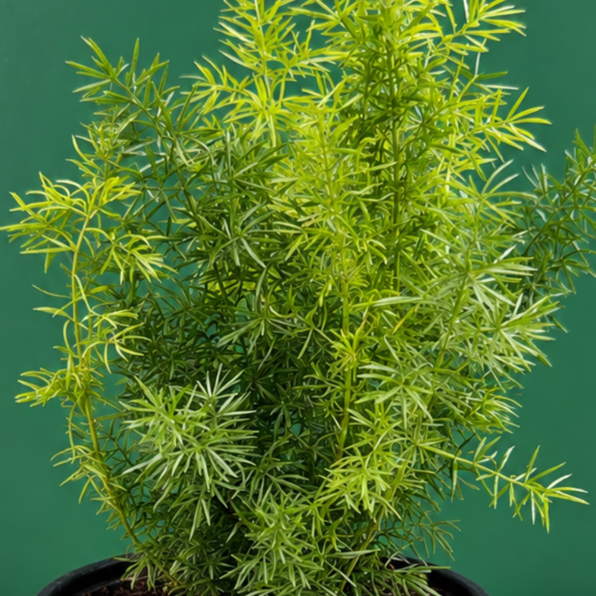Potted green plant with thin, spiky foliage