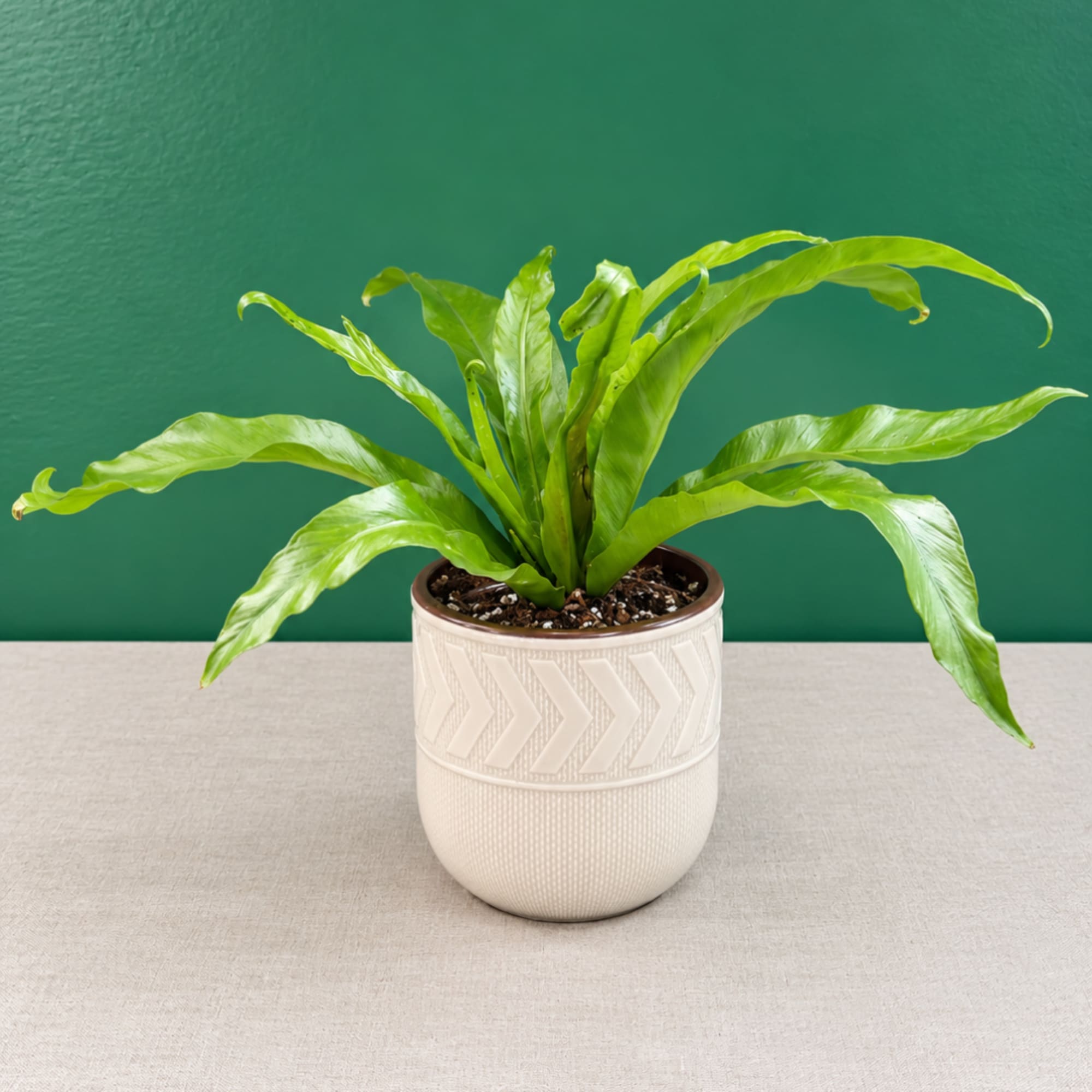 Potted green houseplant in a white textured ceramic pot