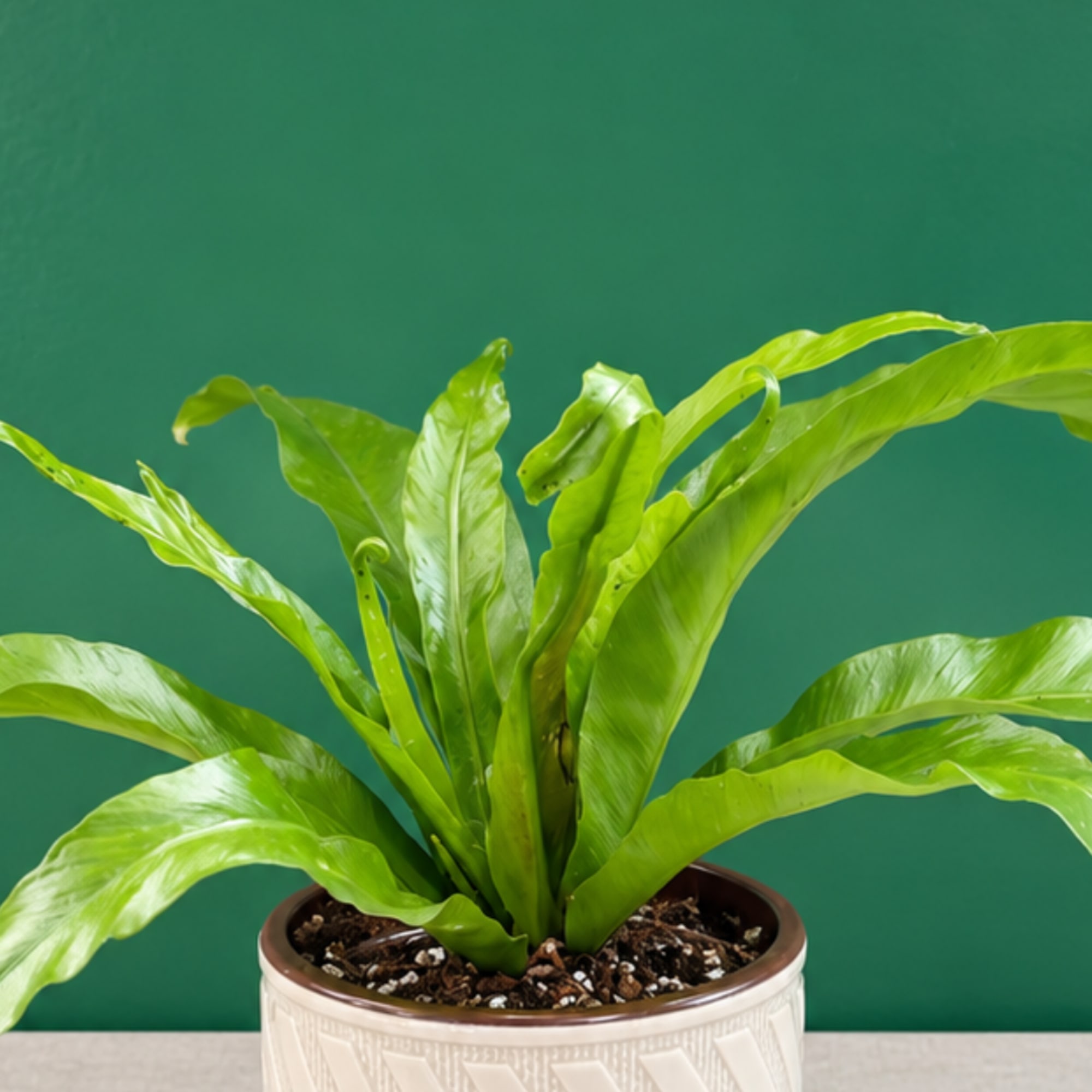 Potted green houseplant with long arching leaves in a ceramic pot
