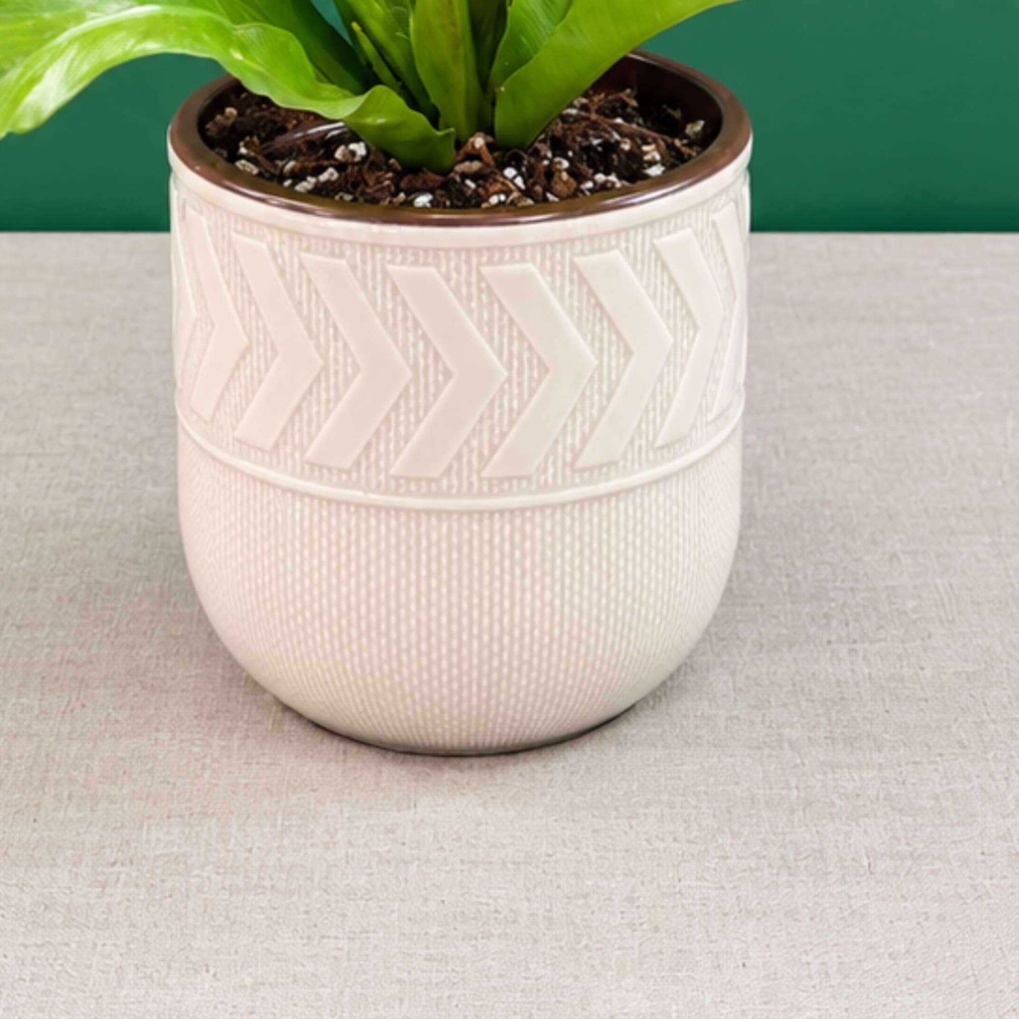 Potted green plant in a cream textured ceramic pot