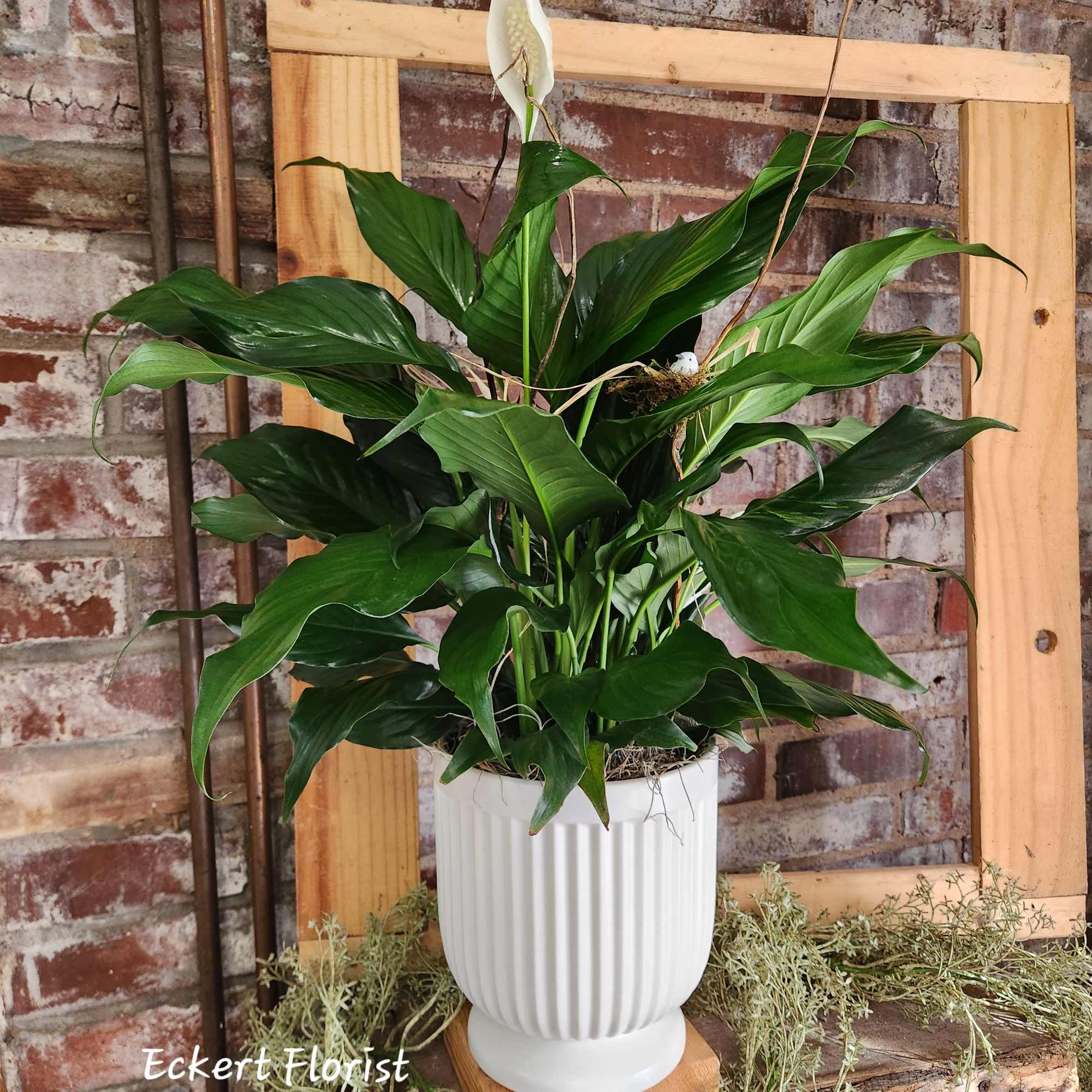 White peace lily plant in a ribbed white pot
