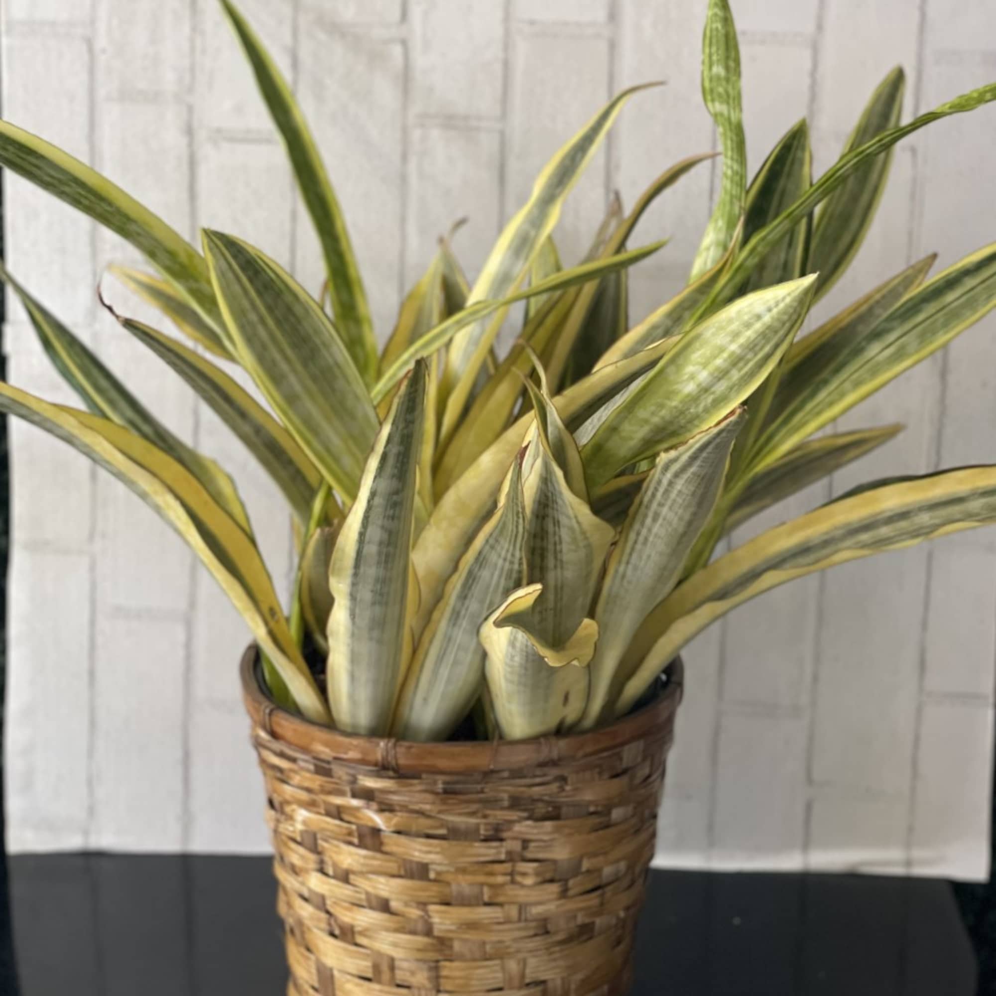 The Sansevieria, also called the Snake Plant and Mother-in-Law&rsquo;s tongue, is a, photo 2 of 2