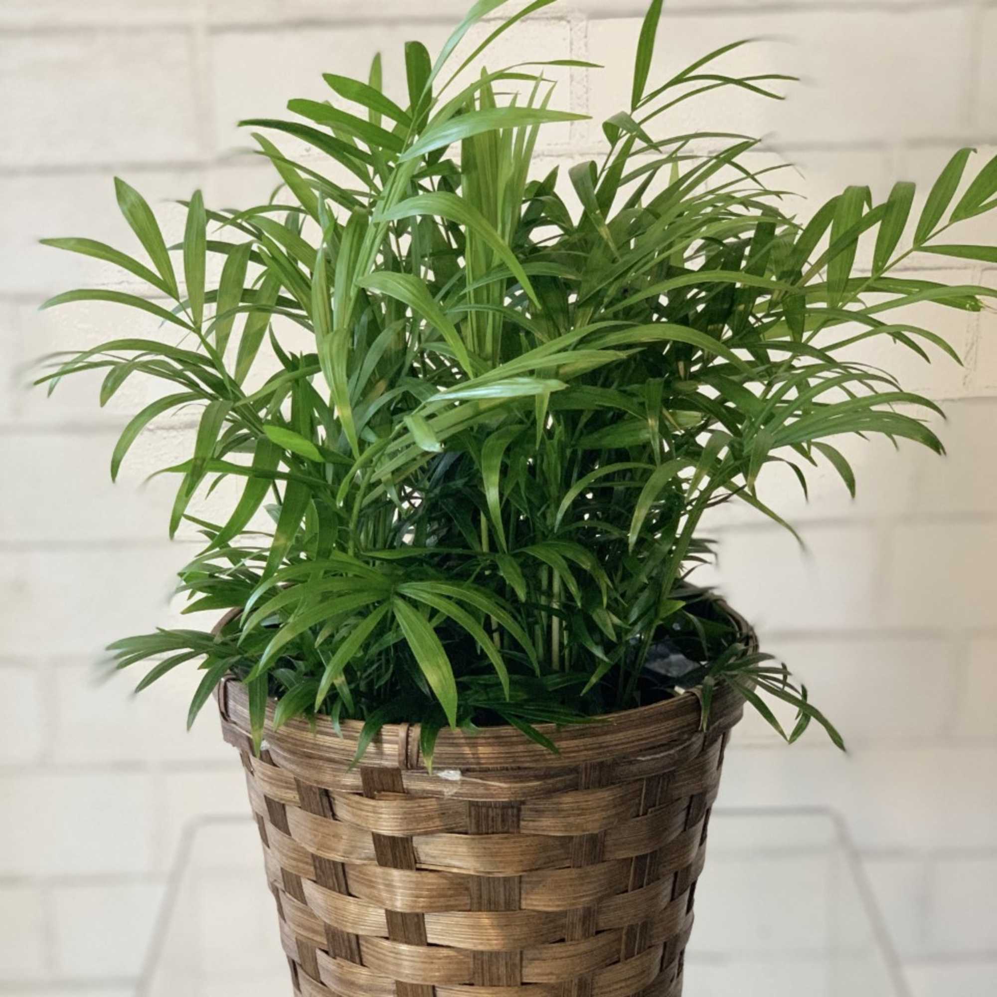 Potted green palm plant in a woven basket, photo 2 of 2