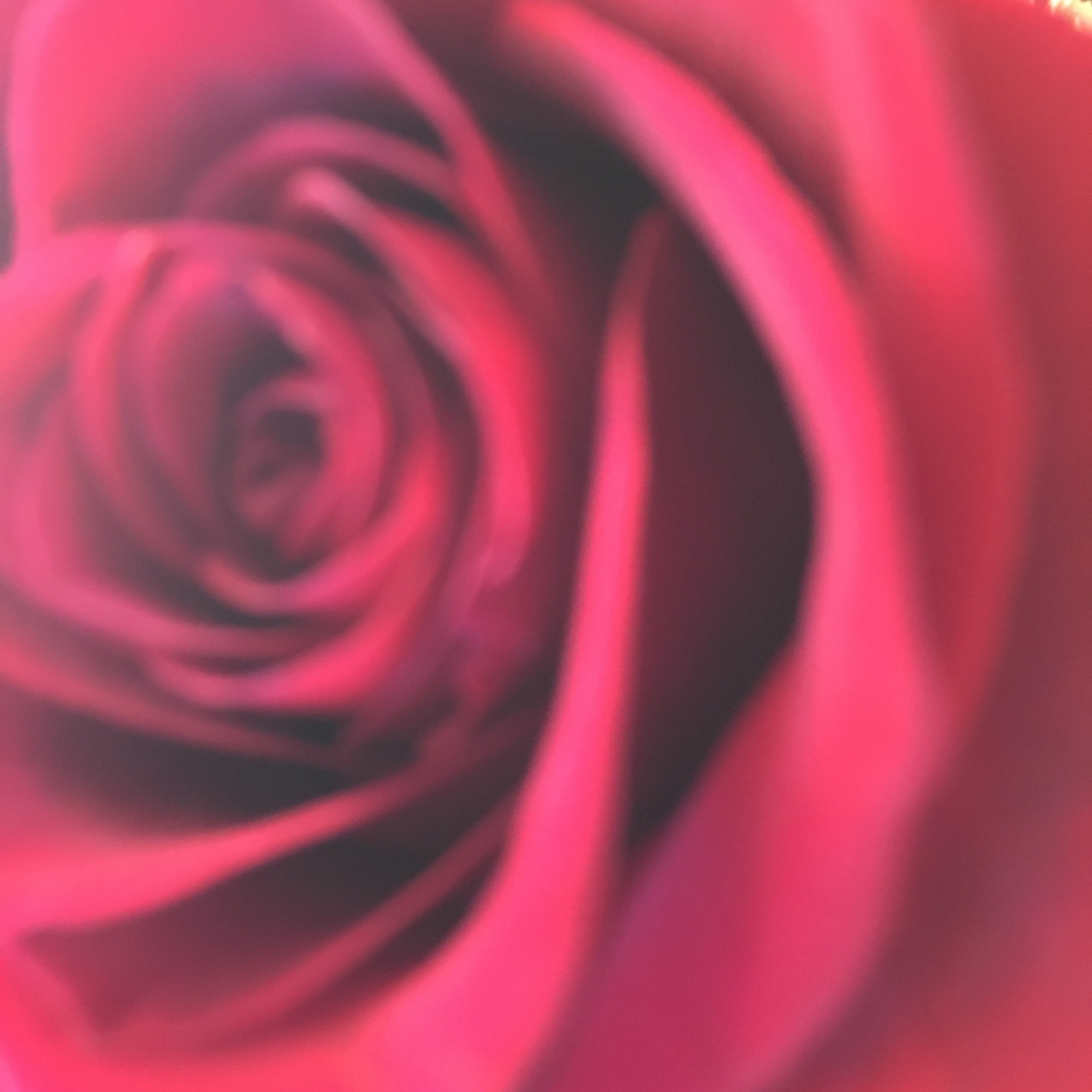 Close-up of a pink rose bloom