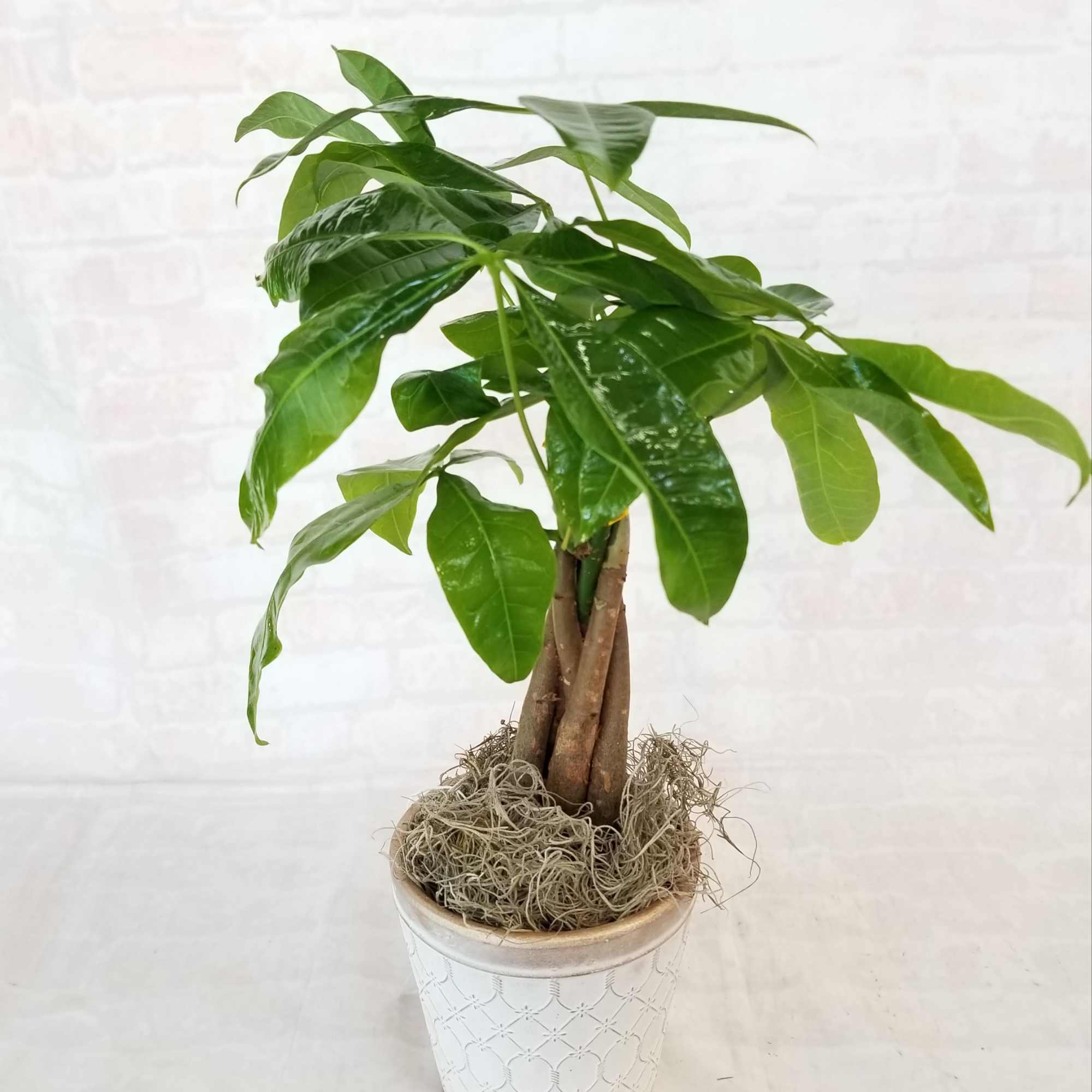 Braided money tree plant in a white patterned pot with moss covering the soil